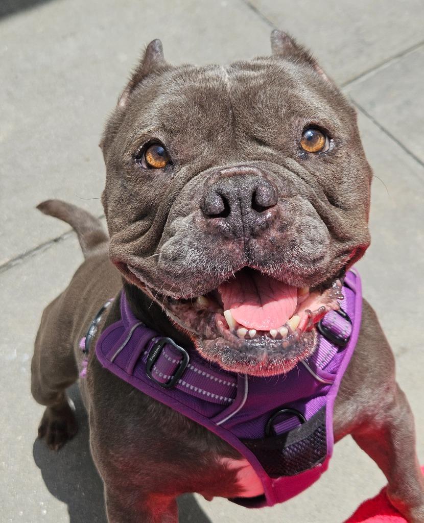 Enlarge Punky, a Adoptable mixed breed in Los Angeles, CA image 6/6