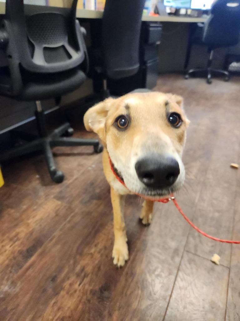 Enlarge Dog Kennel #4, a Adoptable mixed breed in Greenville, TX image 1/2