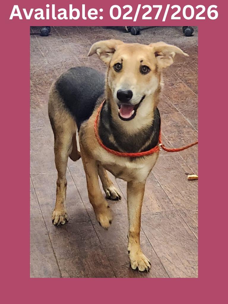 Enlarge Dog Kennel #4, a Adoptable mixed breed in Greenville, TX image 2/2