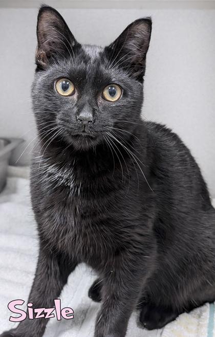 Sizzle, Adoptable, Adult Male Domestic Short Hair & Domestic Short Hair.