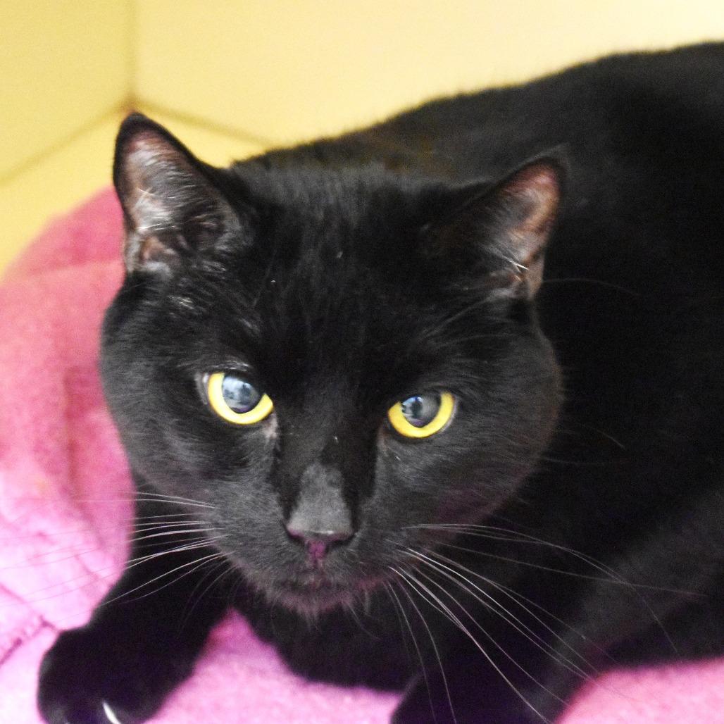Midnight, a Adoptable Domestic Short Hair in Waynesboro, PA image 1/2