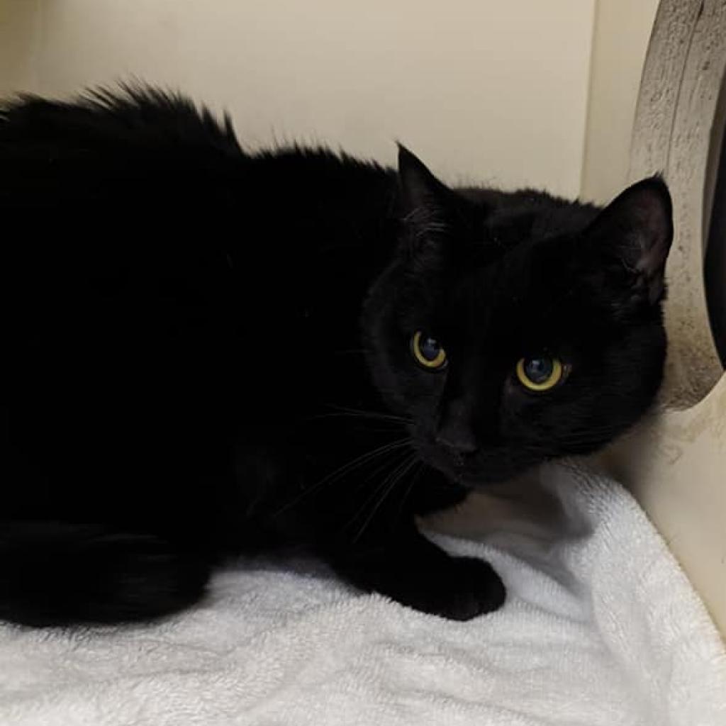 Midnight, a Adoptable Domestic Short Hair in Waynesboro, PA image 2/2