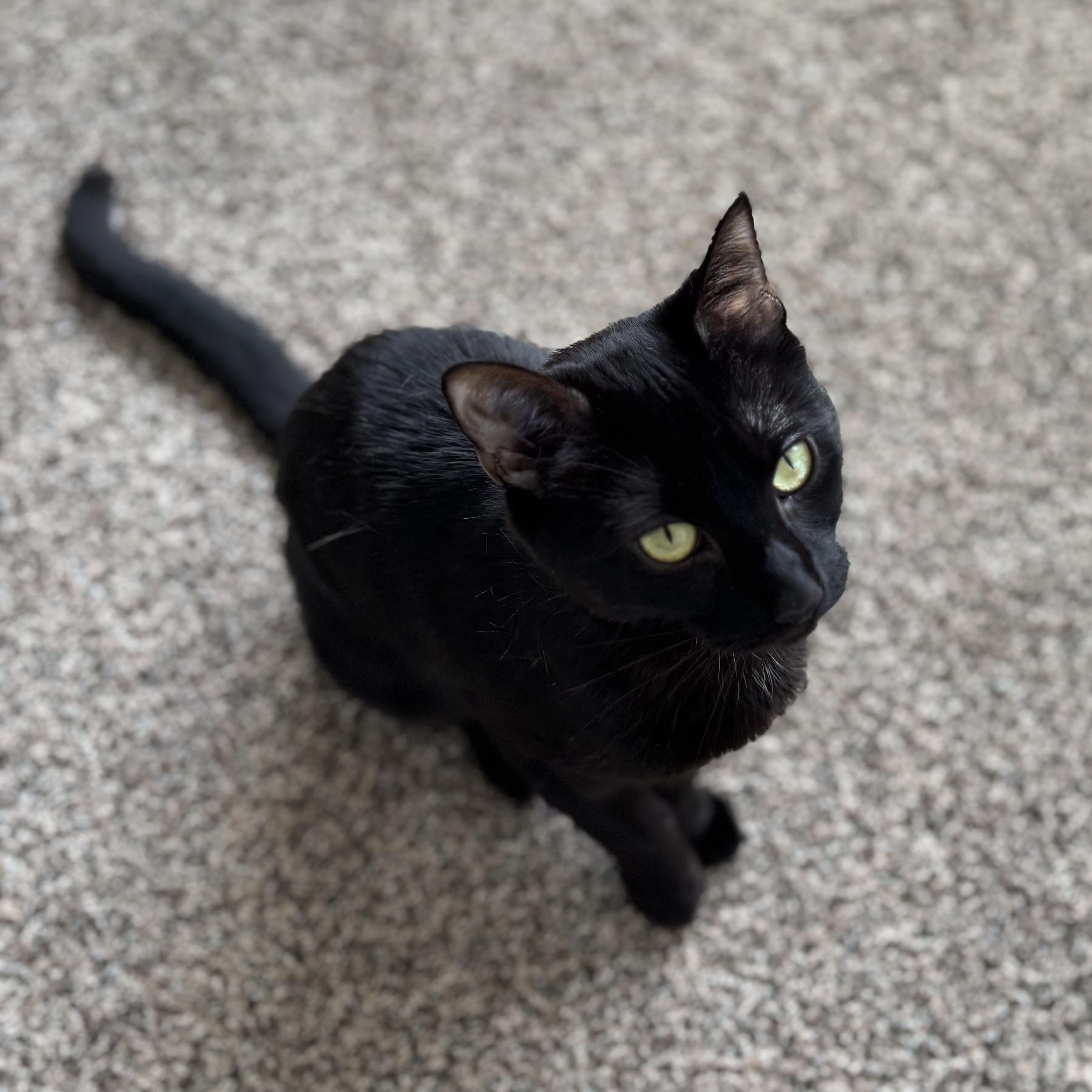 Enlarge KURO, a ADOPTABLE Domestic Medium Hair in East Greenwich, RI image 4/5