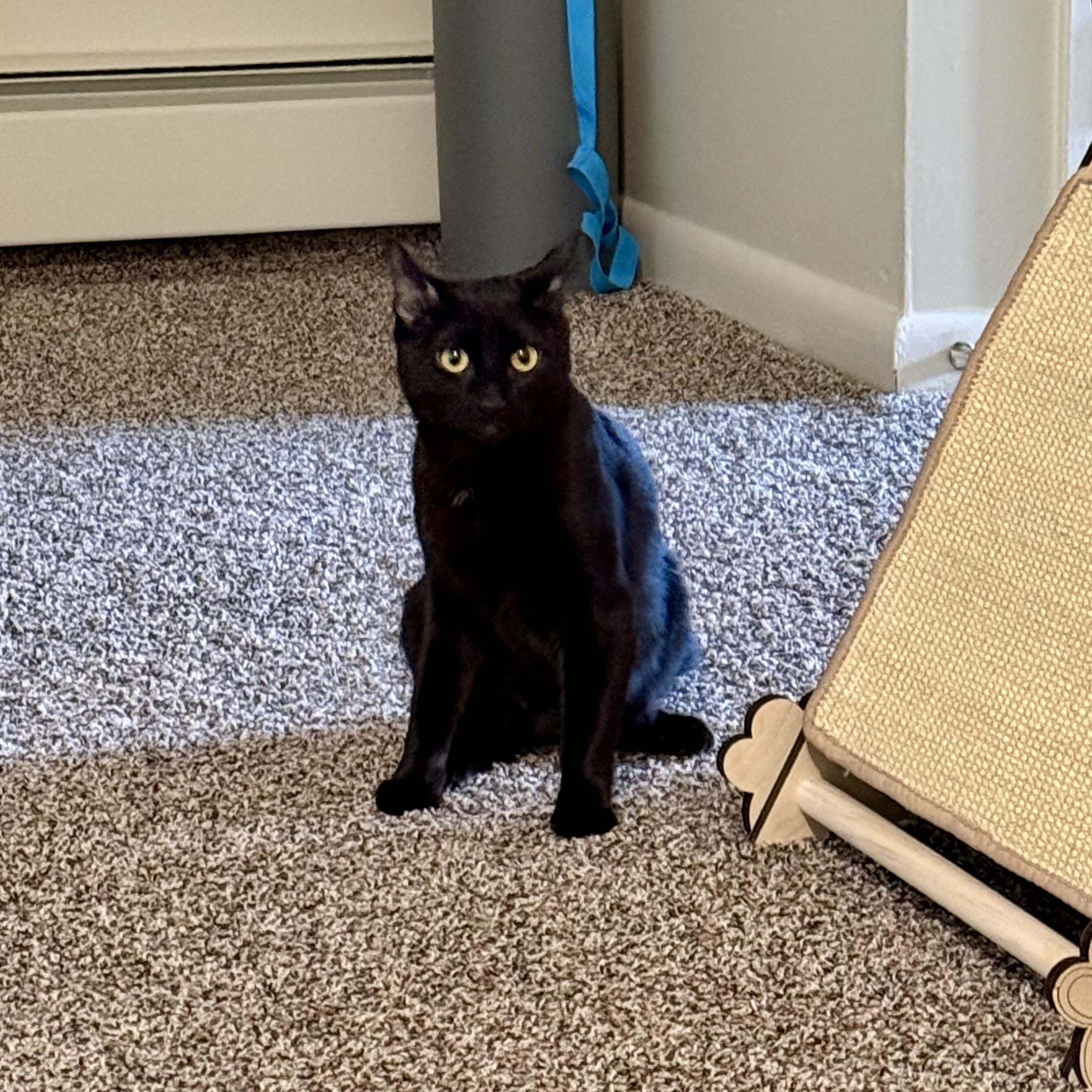 KURO, ADOPTABLE, Young Female Domestic Medium Hair.