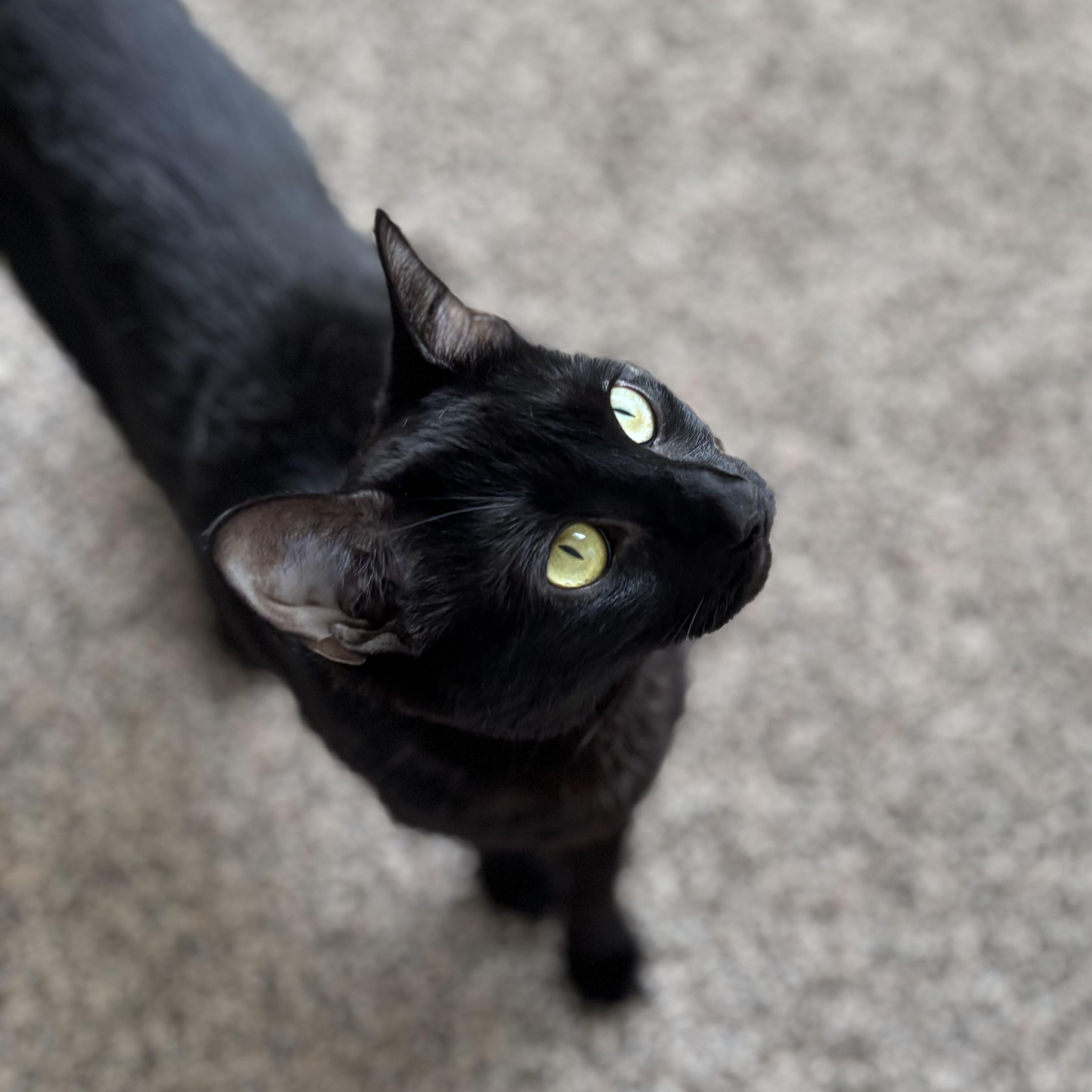 Enlarge KURO, a ADOPTABLE Domestic Medium Hair in East Greenwich, RI image 2/5