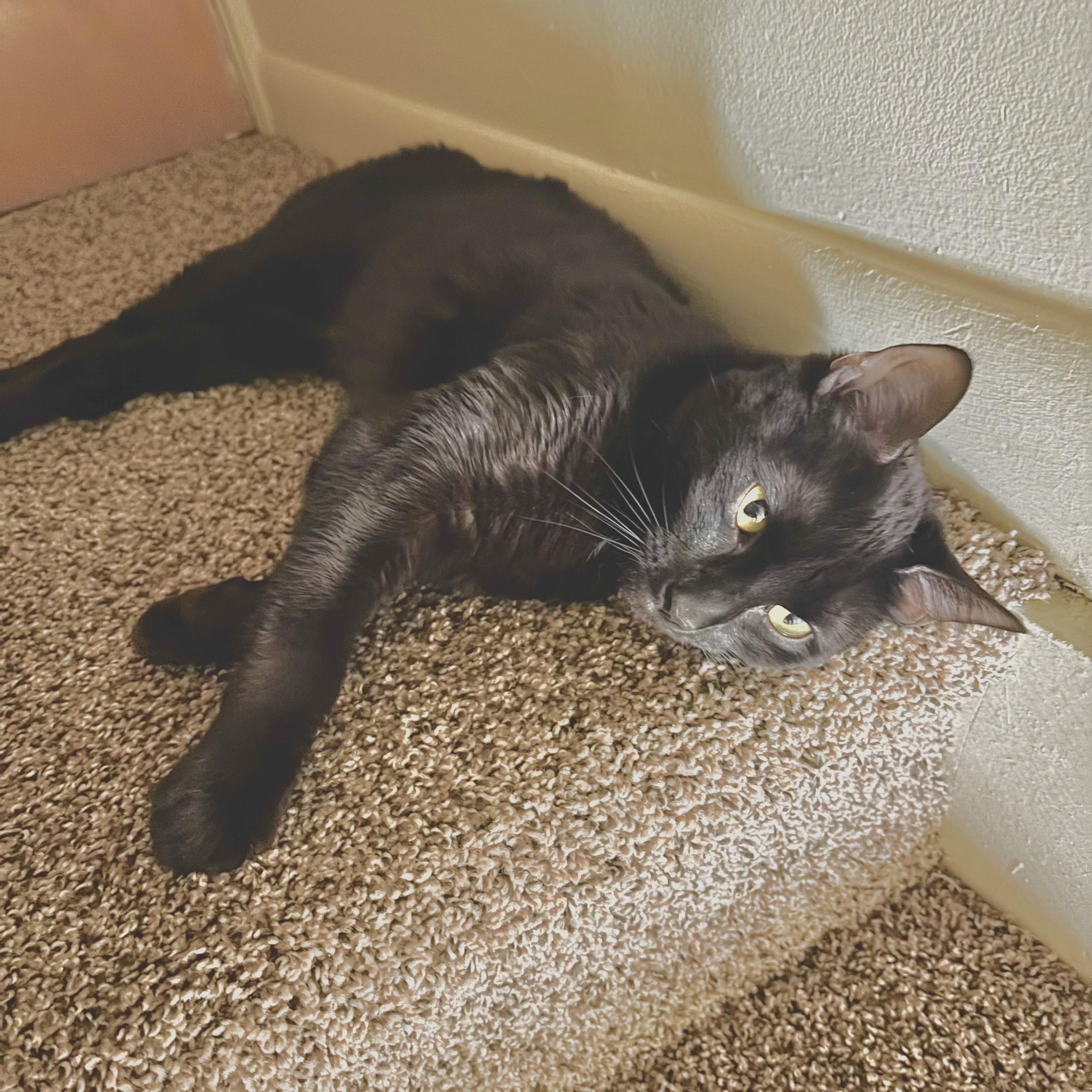 Enlarge KURO, a ADOPTABLE Domestic Medium Hair in East Greenwich, RI image 3/5