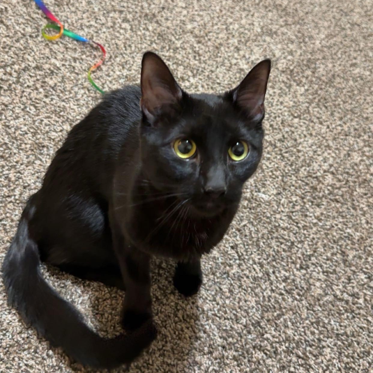 Enlarge KURO, a ADOPTABLE Domestic Medium Hair in East Greenwich, RI image 5/5