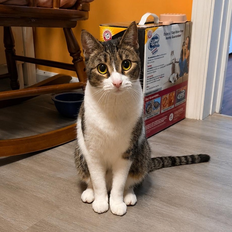 Sally, Adoptable, Adult Female Domestic Short Hair.