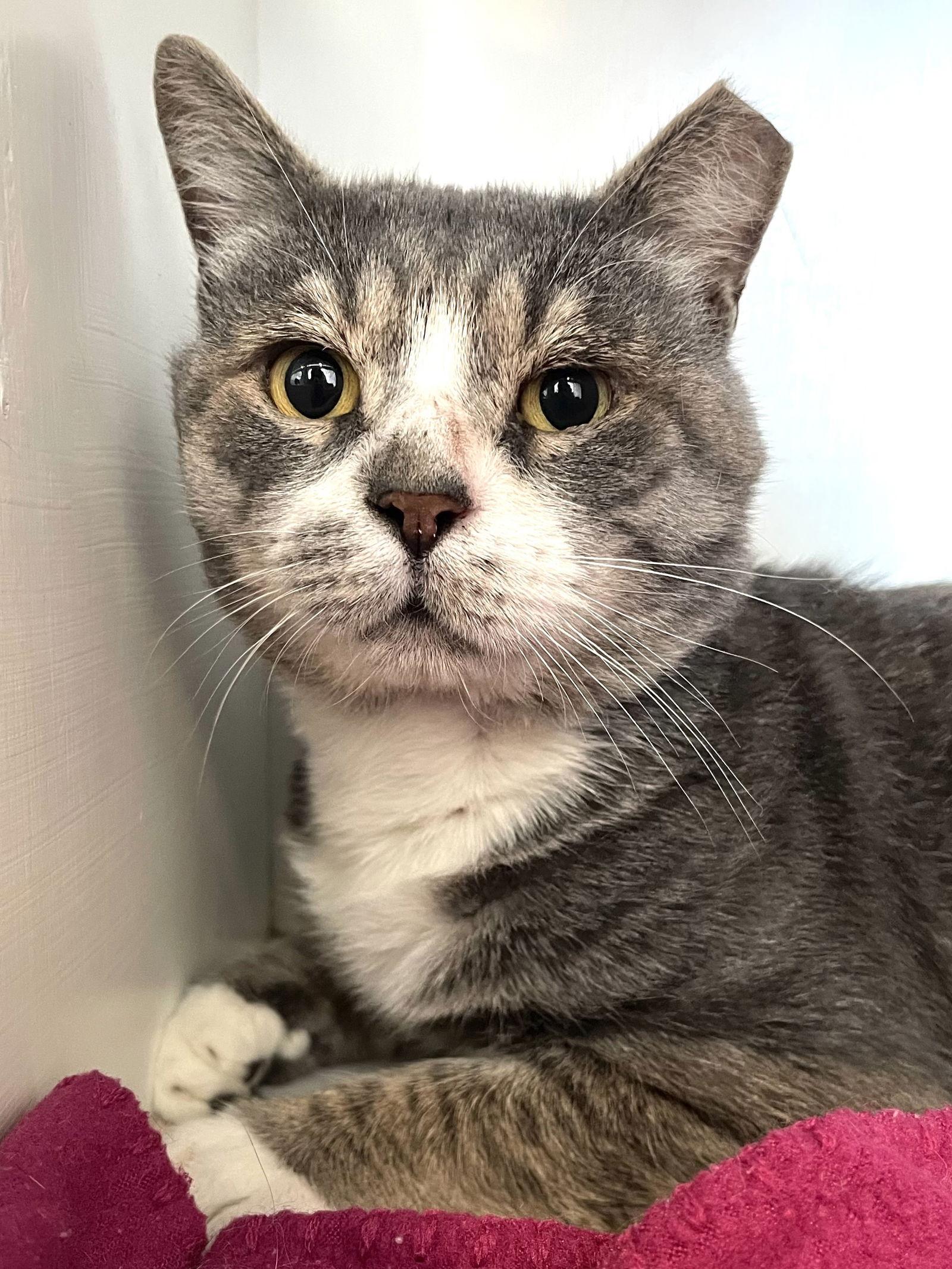 Jerome, Adoptable, Adult Male Domestic Short Hair.