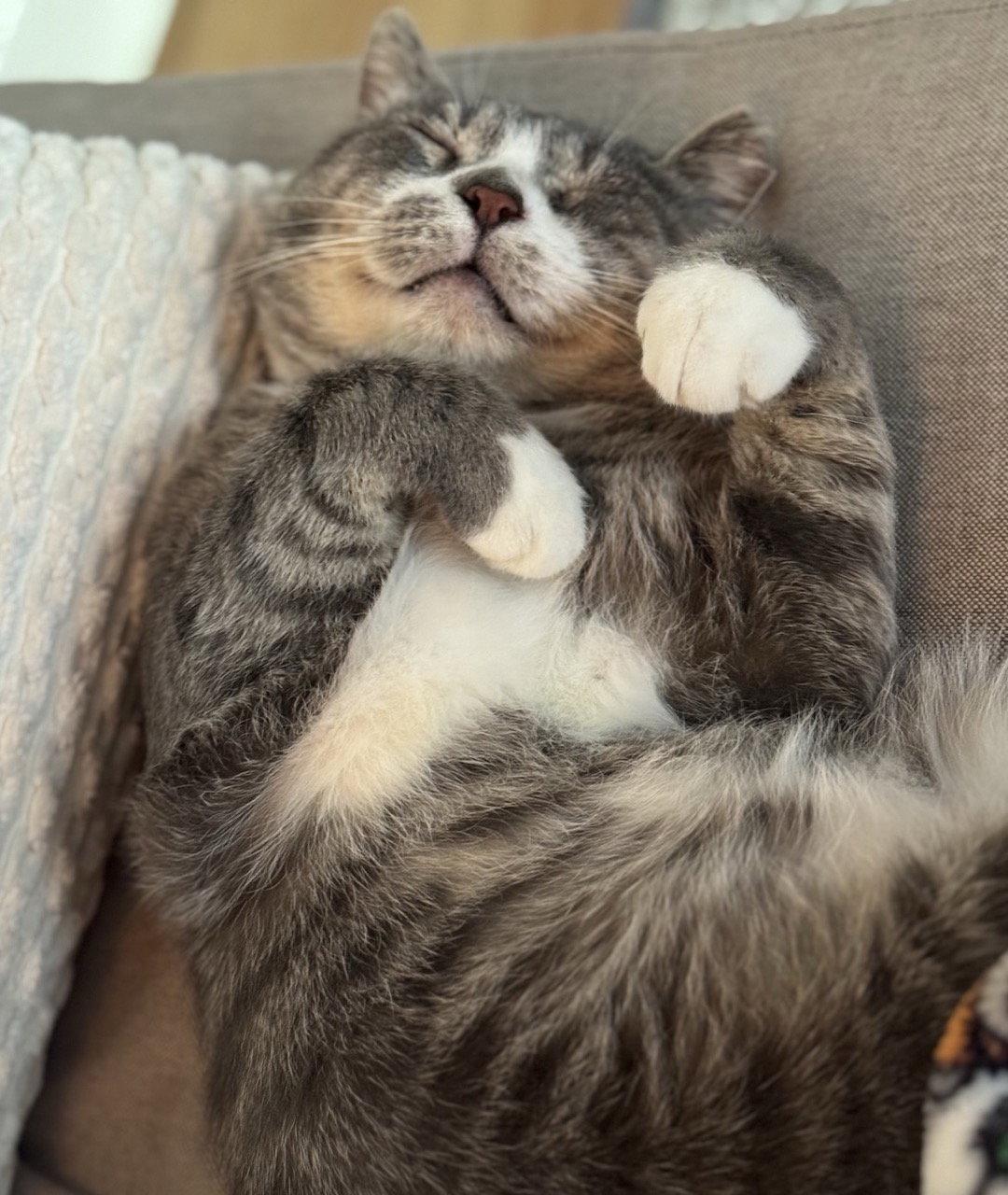 Enlarge Jerome, a Adoptable Domestic Short Hair in Oakland, CA image 1/3