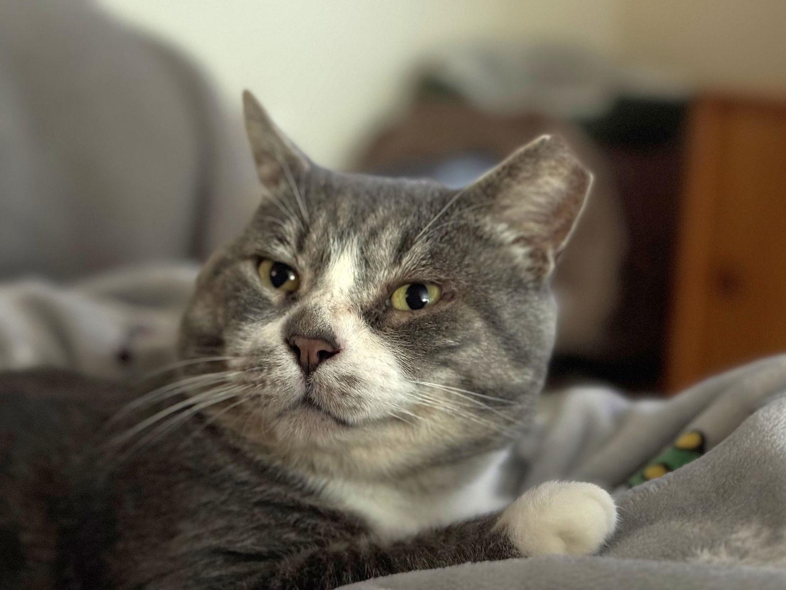 Enlarge Jerome, a Adoptable Domestic Short Hair in Oakland, CA image 2/3