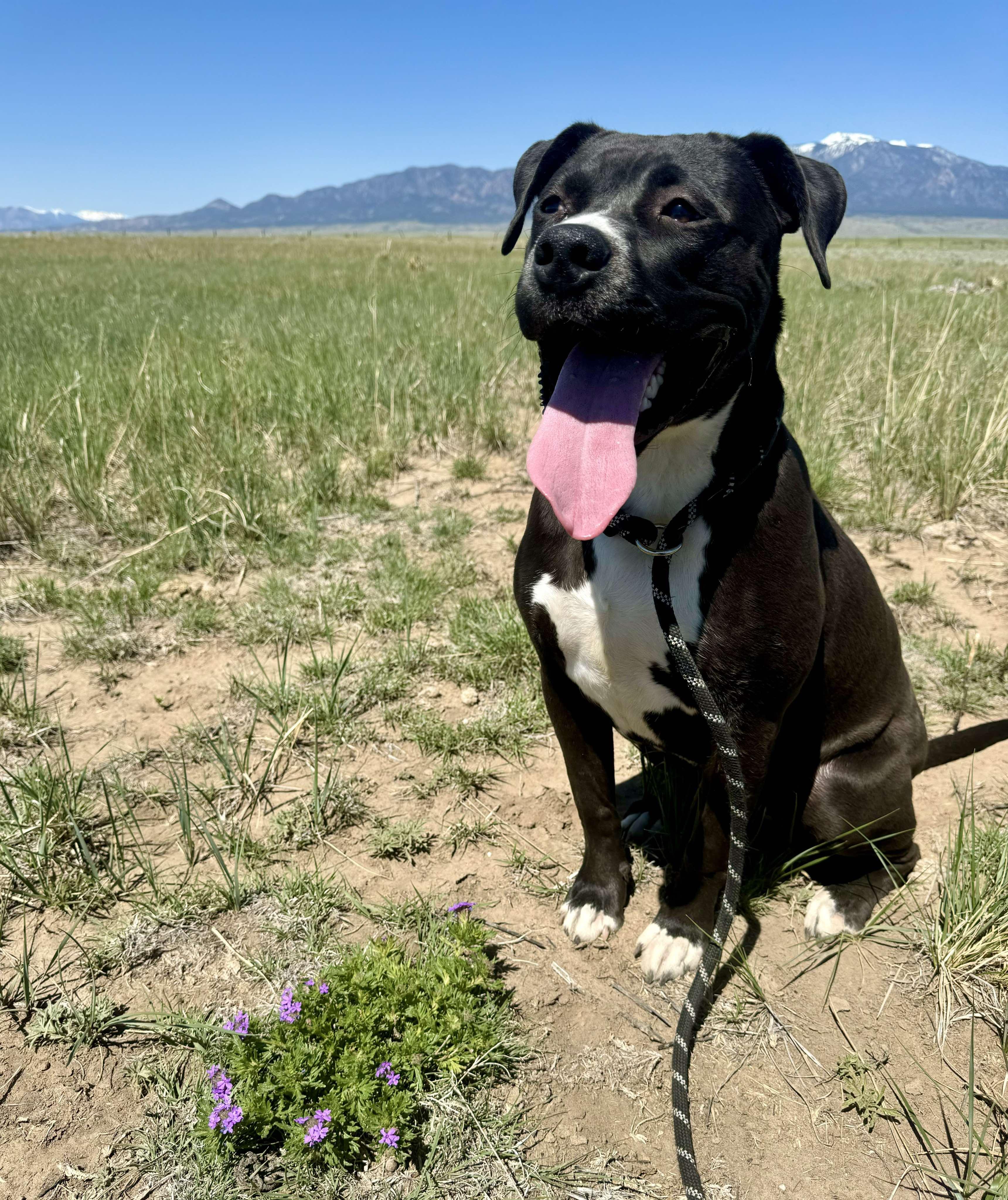 Pandora, an adoptable American Staffordshire Terrier in RYE, CO, 81069 | Photo Image 1