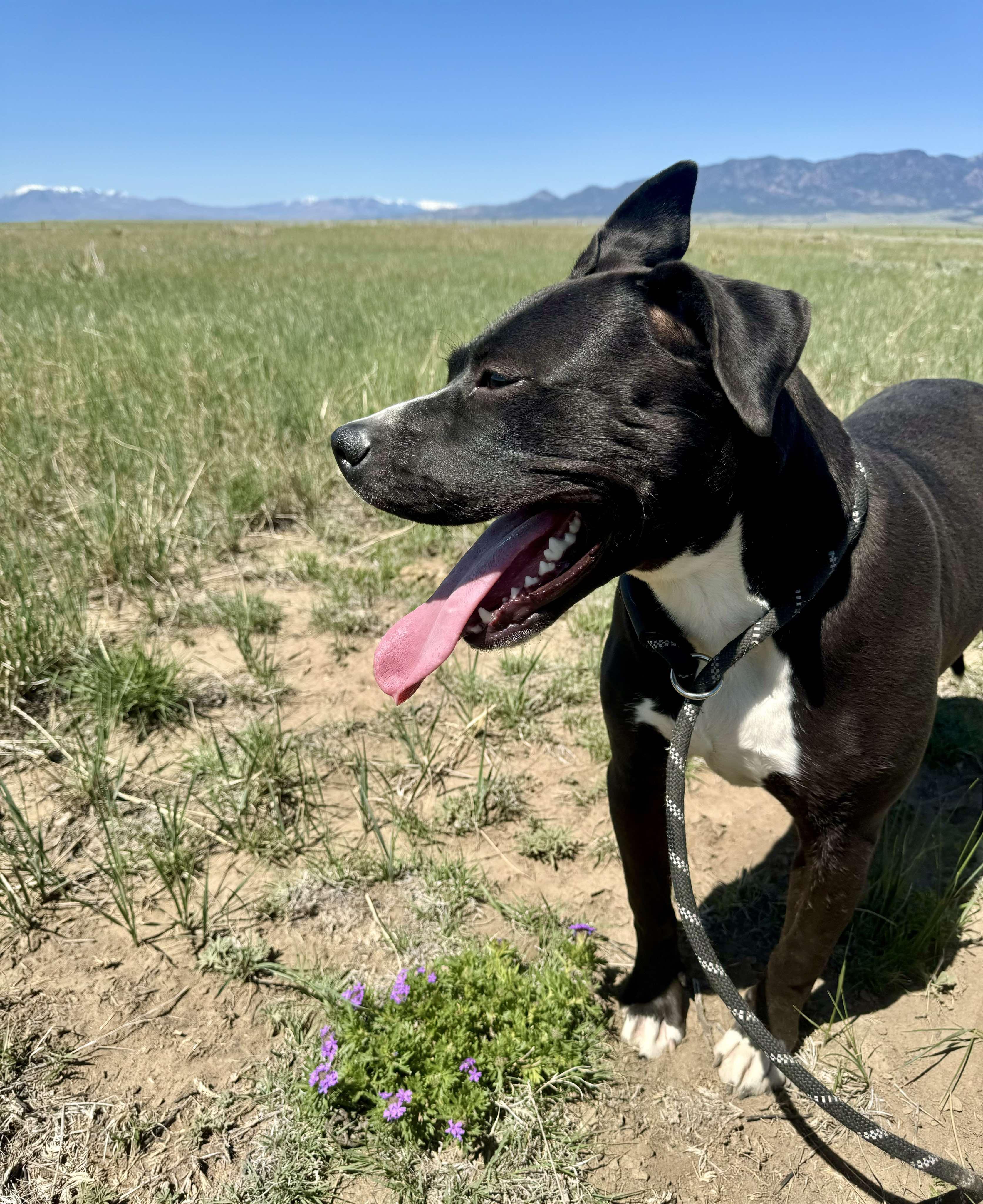 Pandora, an adoptable American Staffordshire Terrier in RYE, CO, 81069 | Photo Image 2