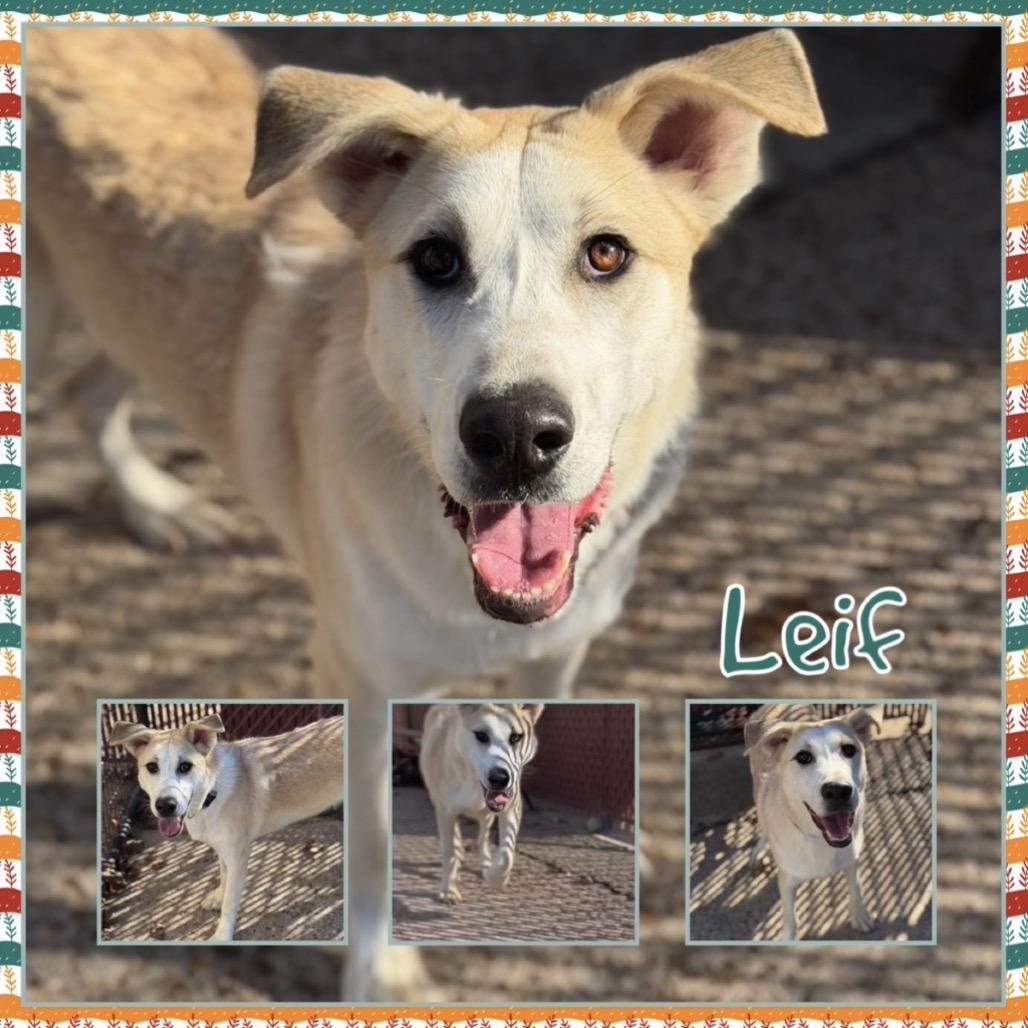 Enlarge Leif, a Adoptable mixed breed in Fort Smith, AR image 2/2