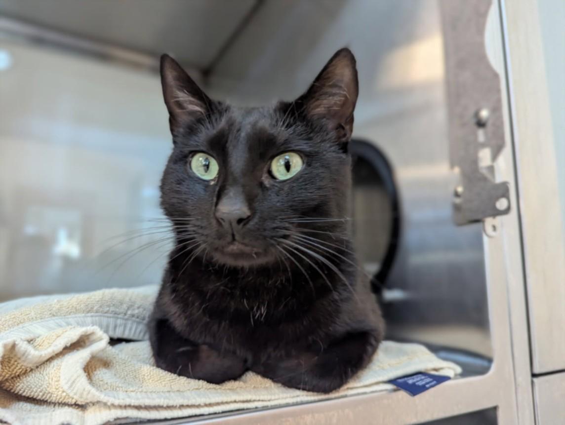 Enlarge STINK BUG, a Adoptable Domestic Short Hair in Santa Cruz, CA image 1/1