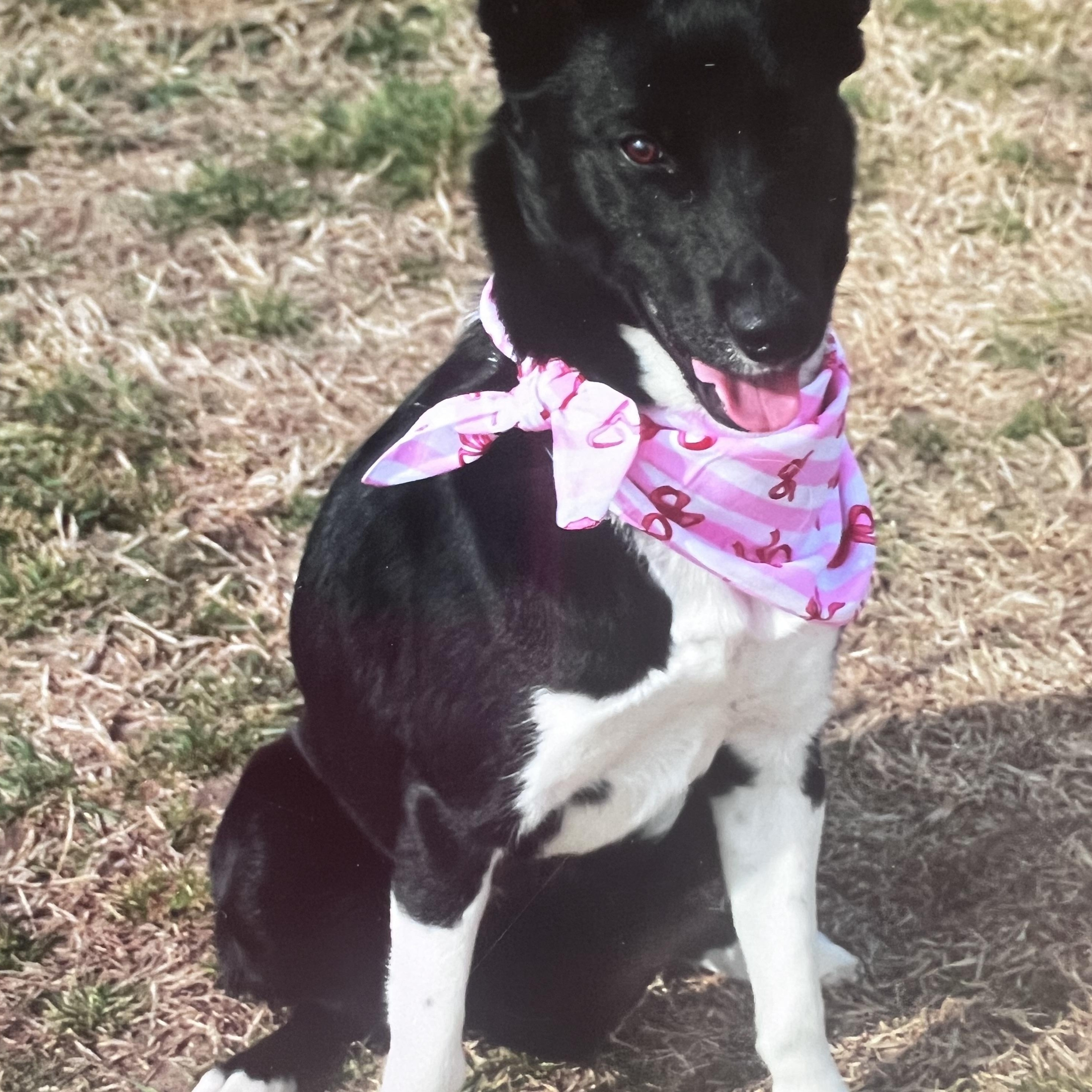 Enlarge June Bug, a ADOPTABLE mixed breed in Hutchinson, KS image 1/1