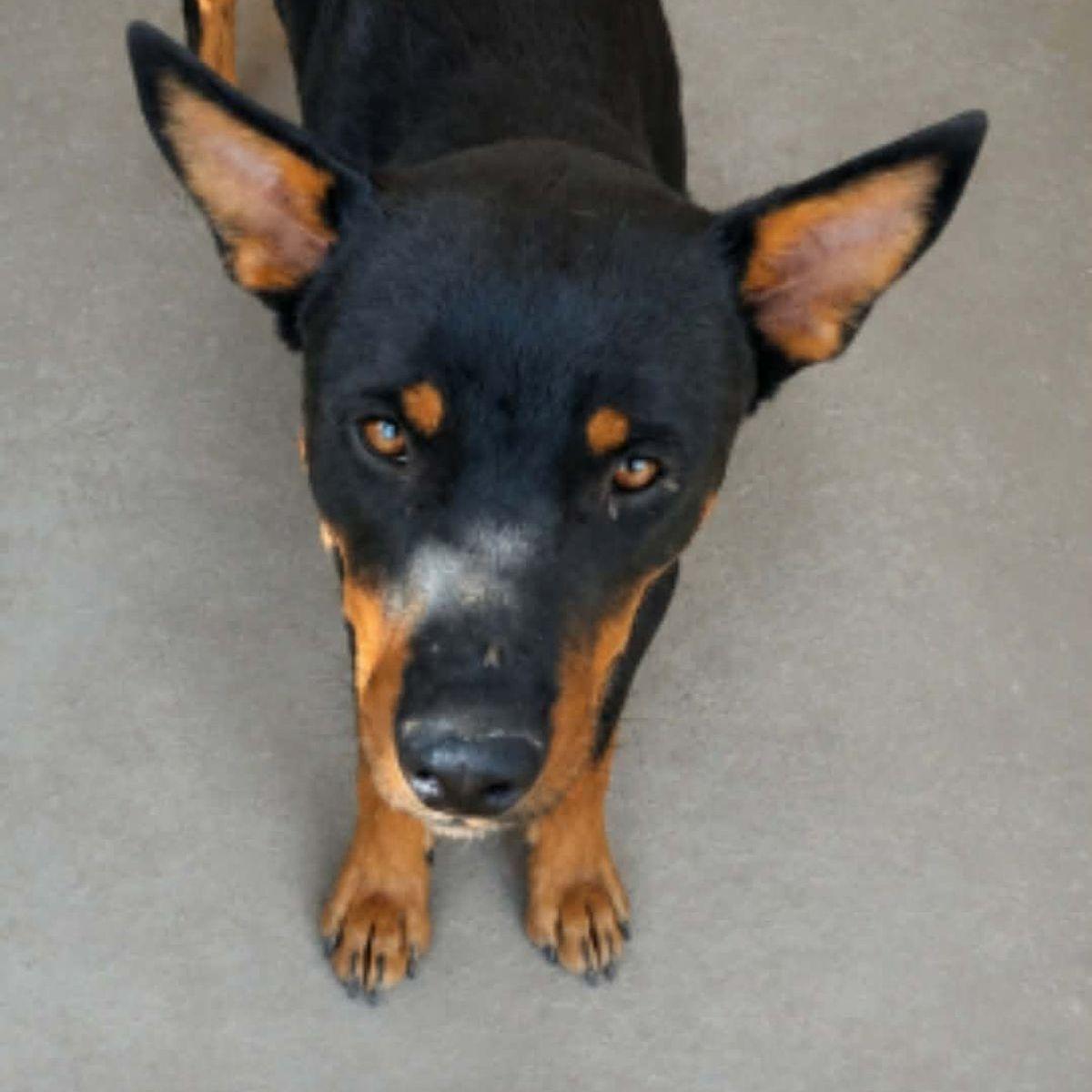Enlarge Tucker, a Adoptable mixed breed in Kingman, AZ image 1/1