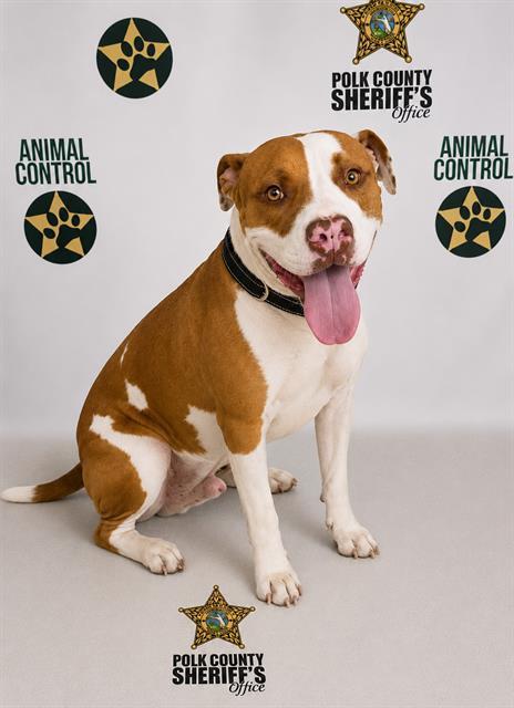 BRONCO, Adoptable, Adult Male American Bulldog & Mixed Breed.