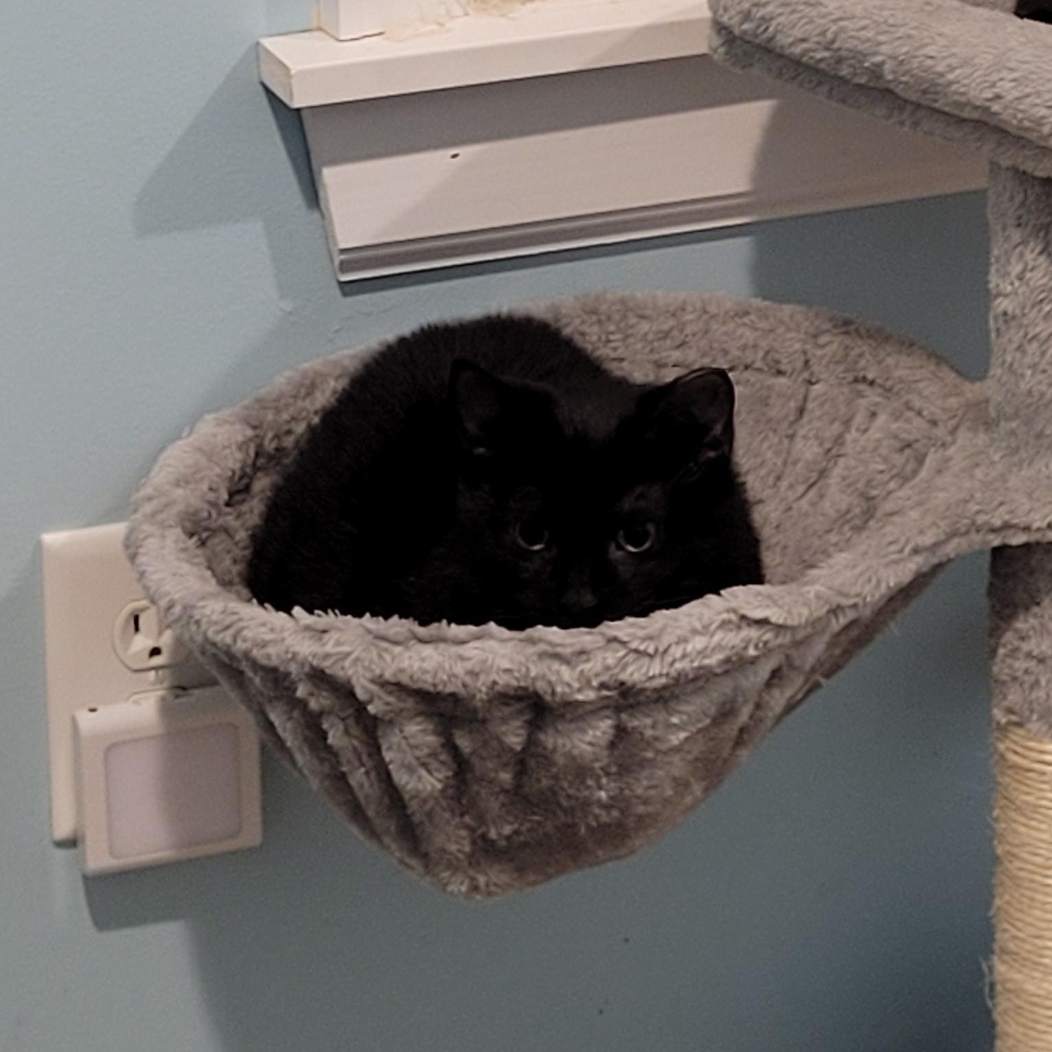 Areli, Adoptable, Young Female Domestic Short Hair & Siamese.