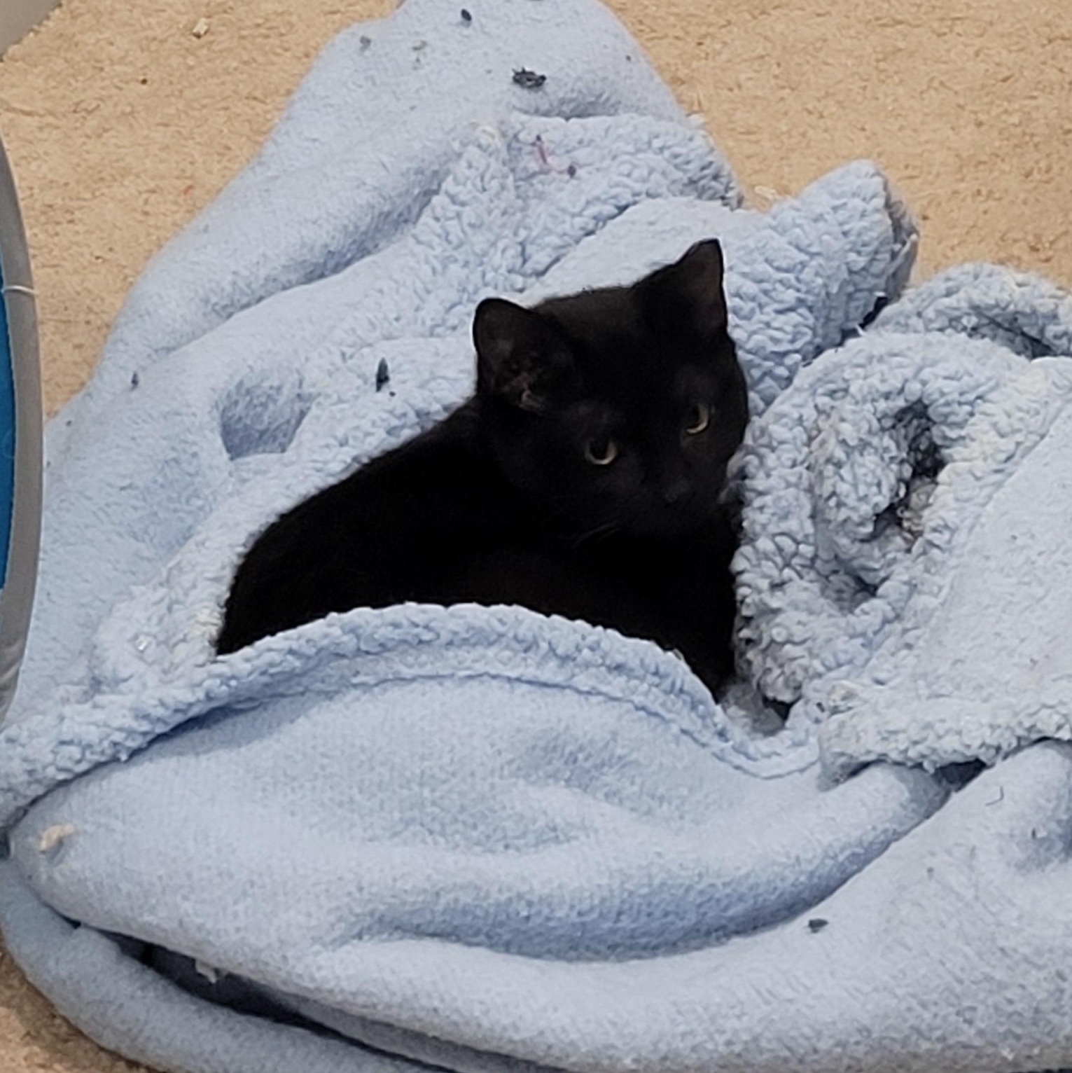 Areli, Adoptable, Kitten Female Domestic Short Hair & Siamese.