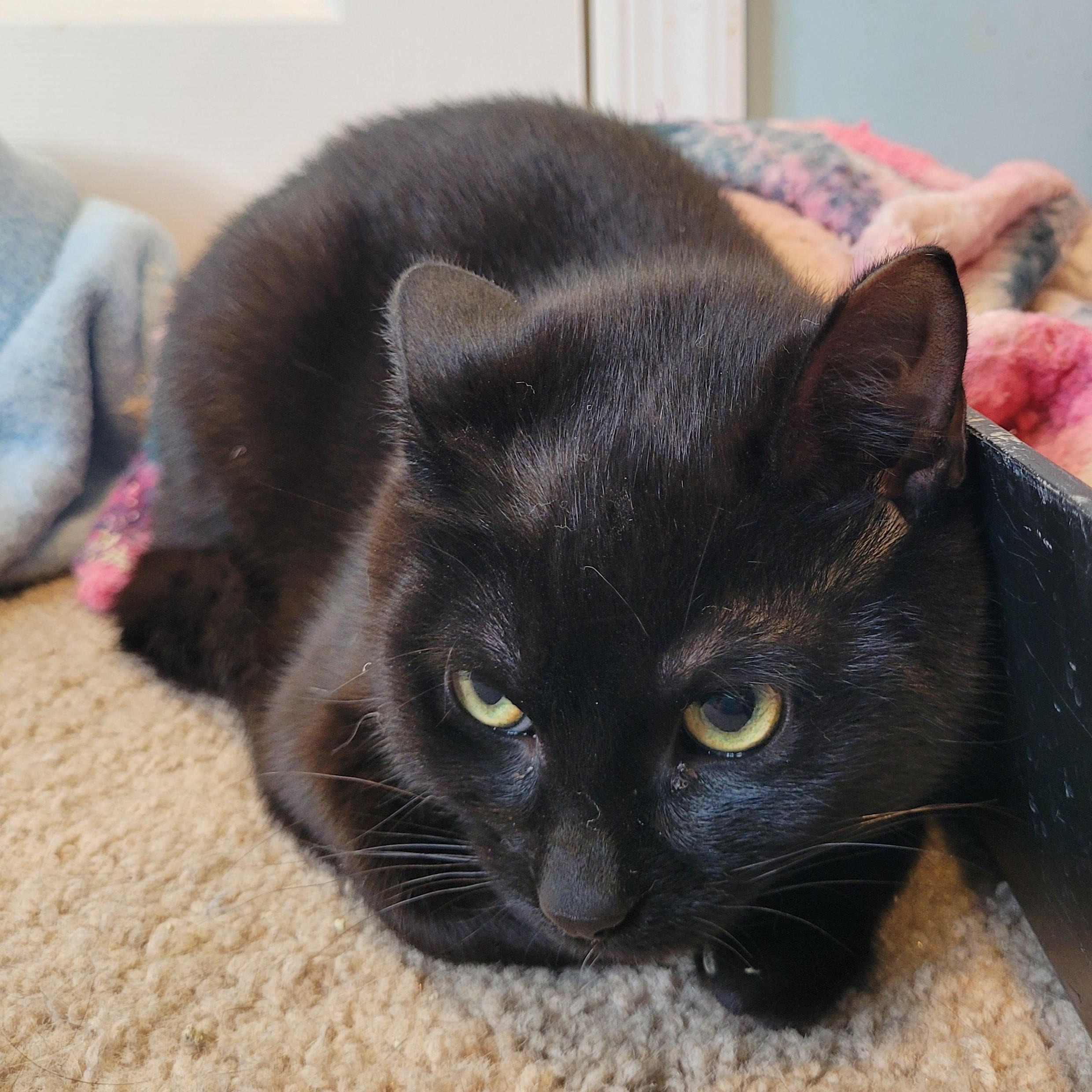 Enlarge Areli, a Adoptable mixed breed in Maple Shade, NJ image 3/3