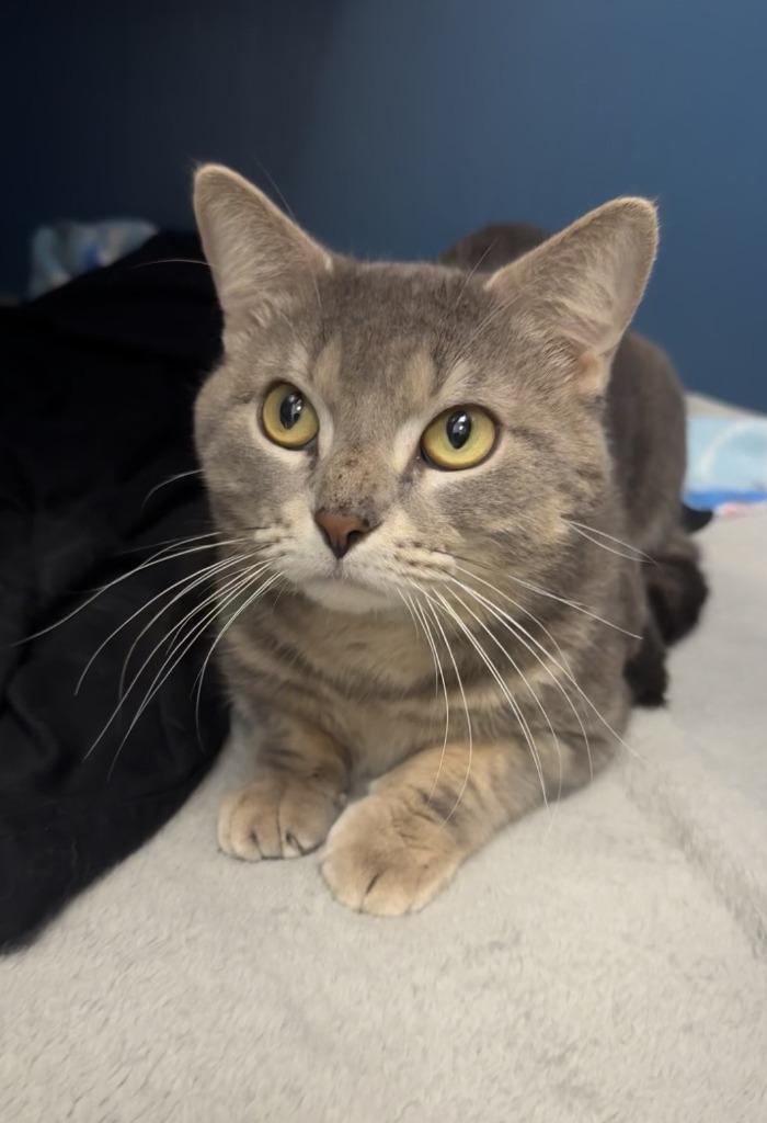 Enlarge Teddy, a Adoptable mixed breed in Grand Forks, ND image 1/2