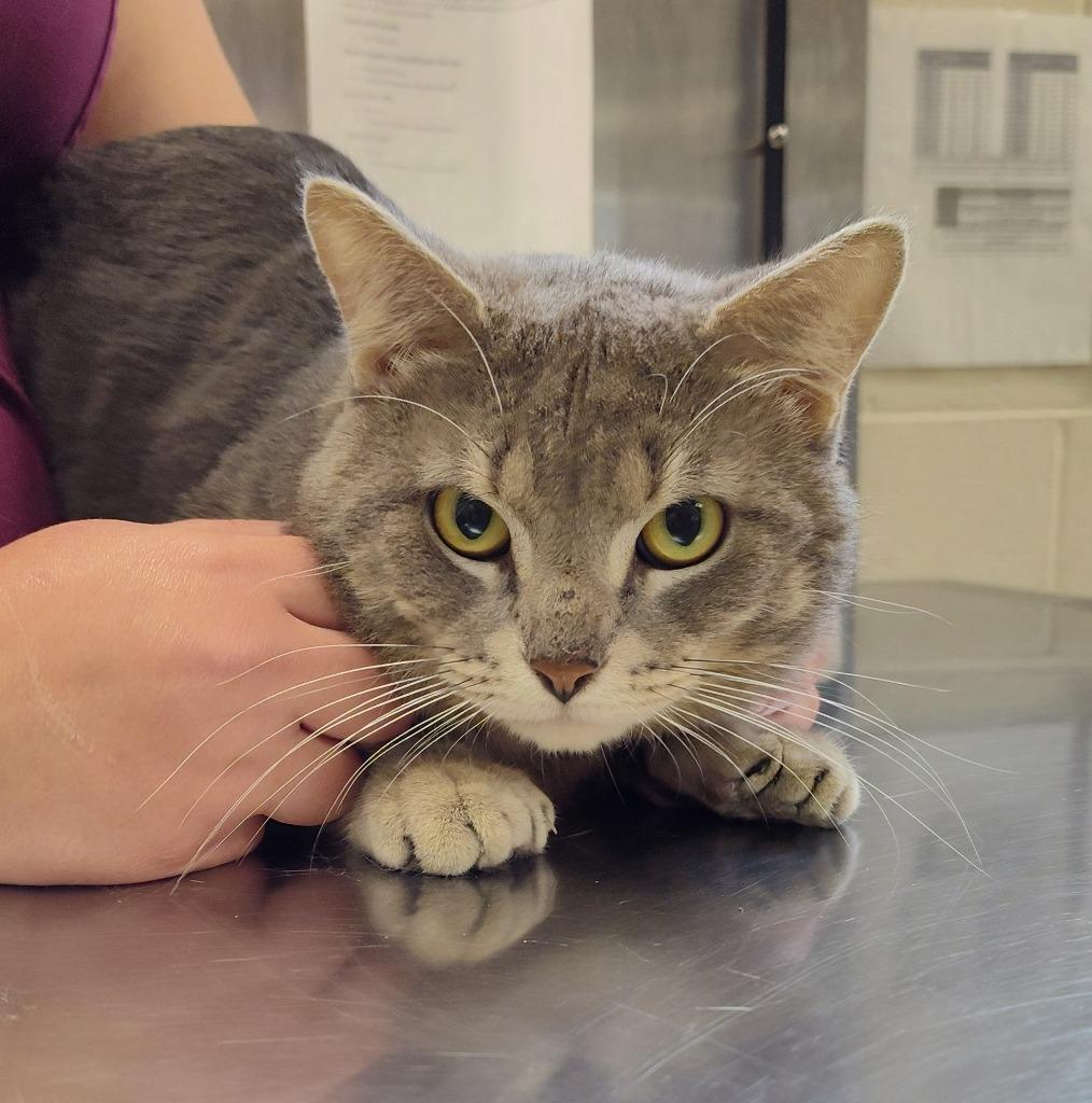 Enlarge Teddy, a Adoptable mixed breed in Grand Forks, ND image 2/2