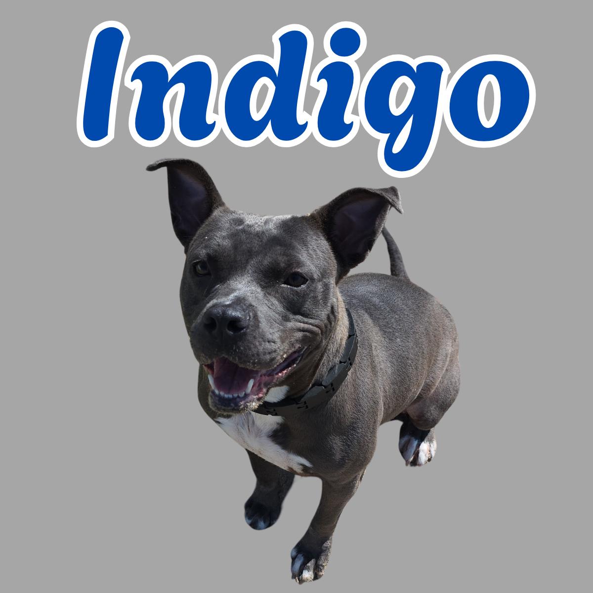 Indigo