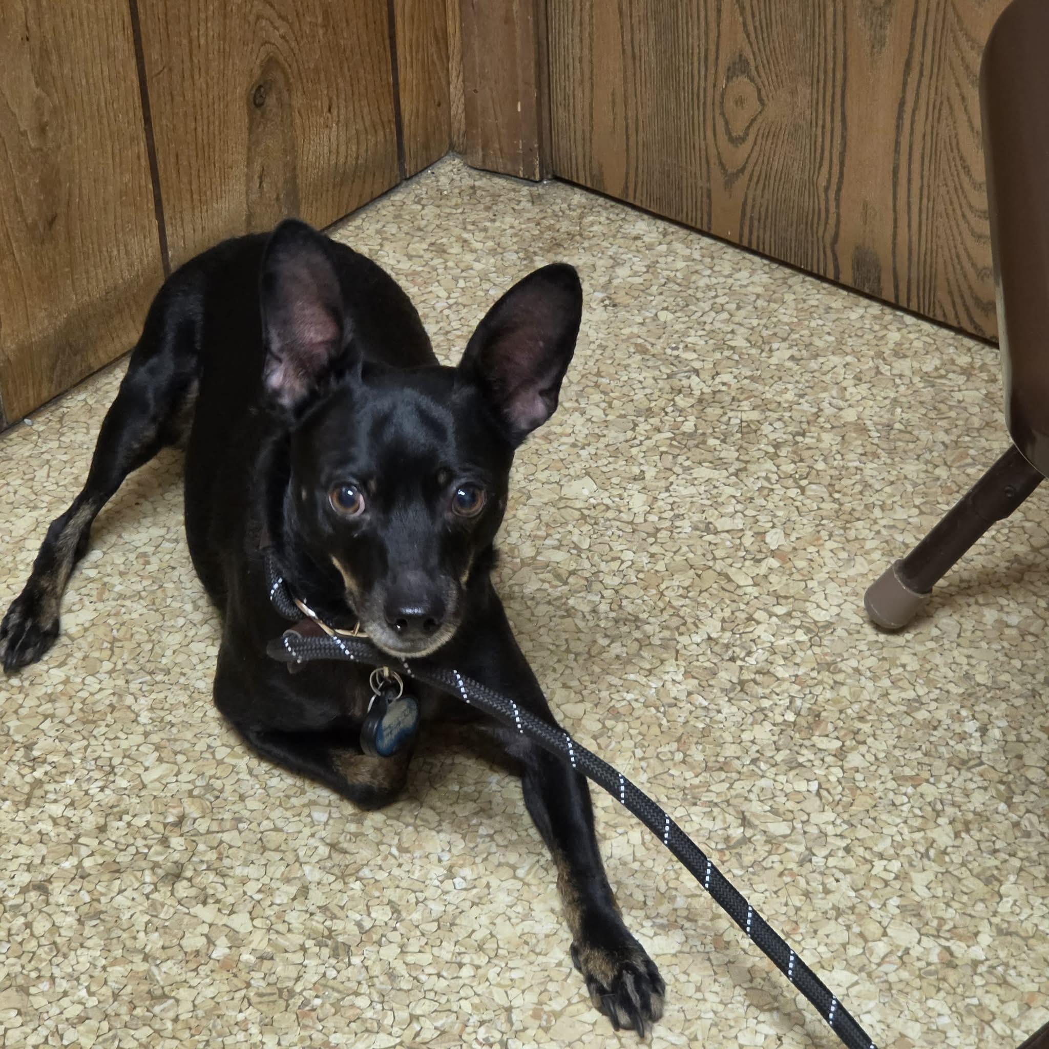 Enlarge Tupac, a ADOPTABLE mixed breed in Hazelwood, MO image 4/6