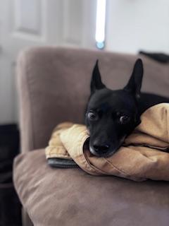 Enlarge Tupac, a ADOPTABLE mixed breed in Hazelwood, MO image 2/6