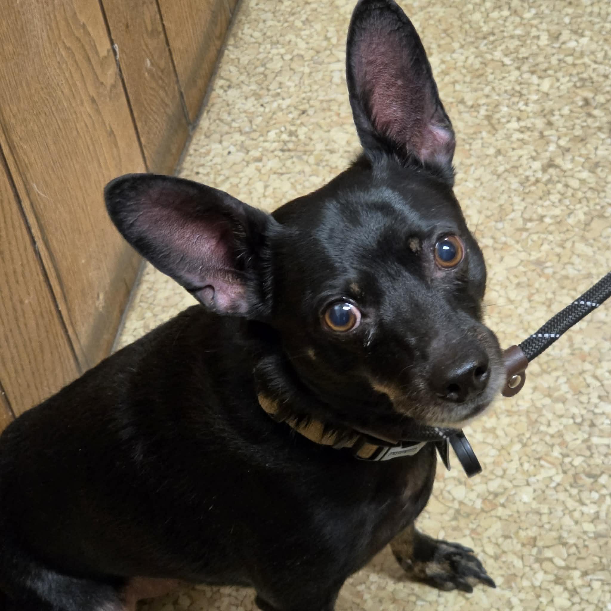 Enlarge Tupac, a ADOPTABLE mixed breed in Hazelwood, MO image 5/6