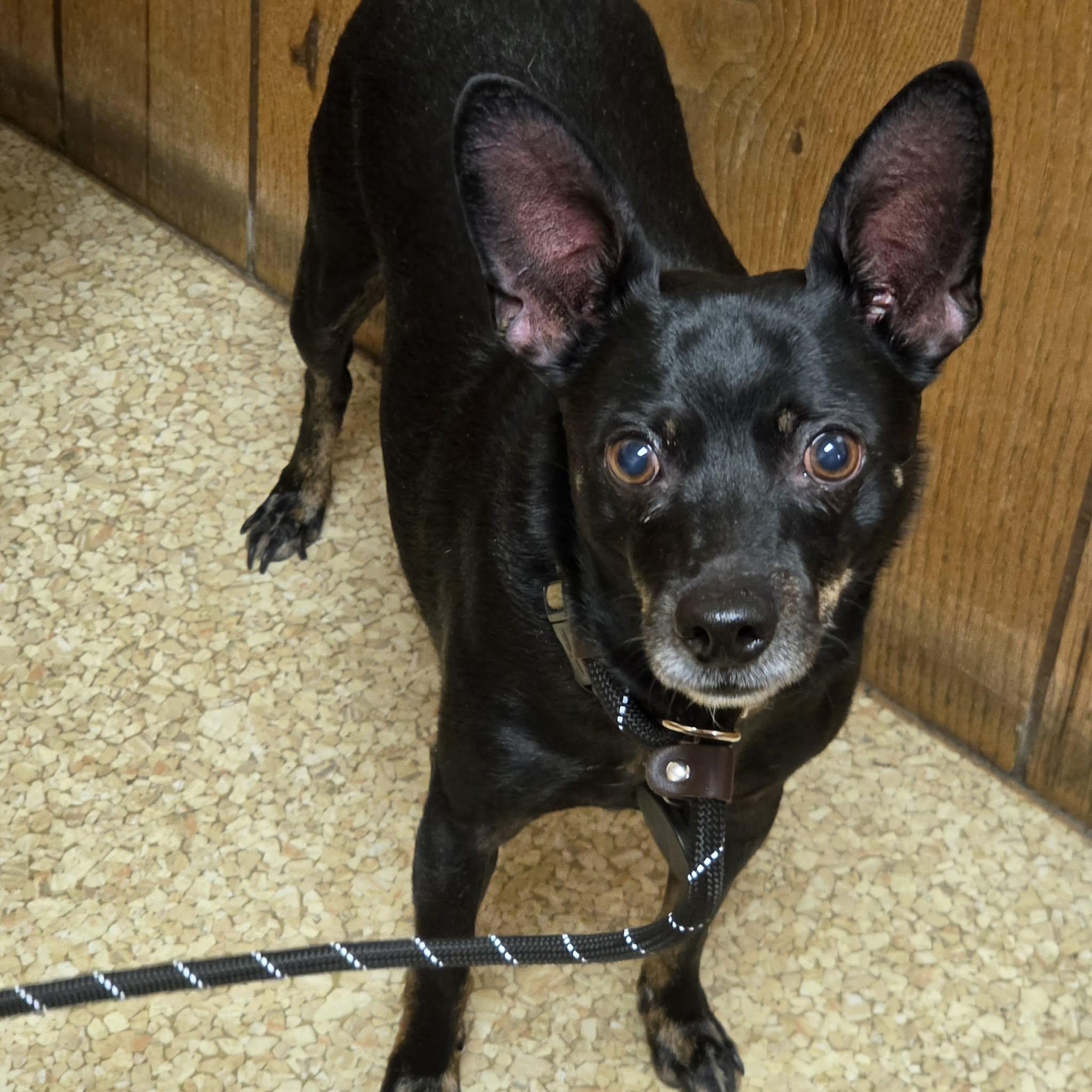 Enlarge Tupac, a ADOPTABLE mixed breed in Hazelwood, MO image 3/6