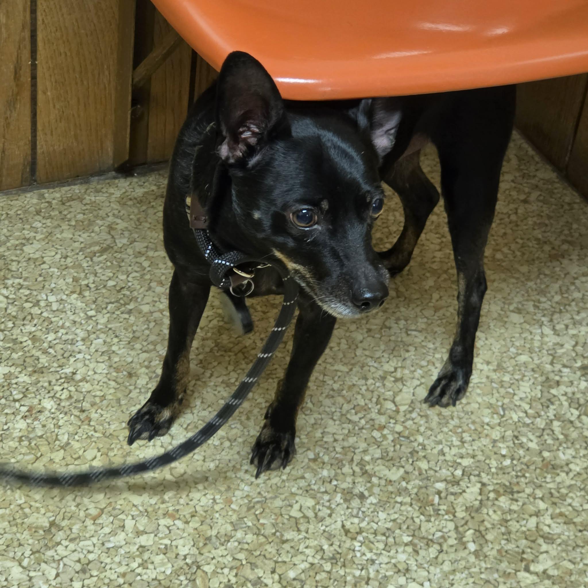 Enlarge Tupac, a ADOPTABLE mixed breed in Hazelwood, MO image 6/6