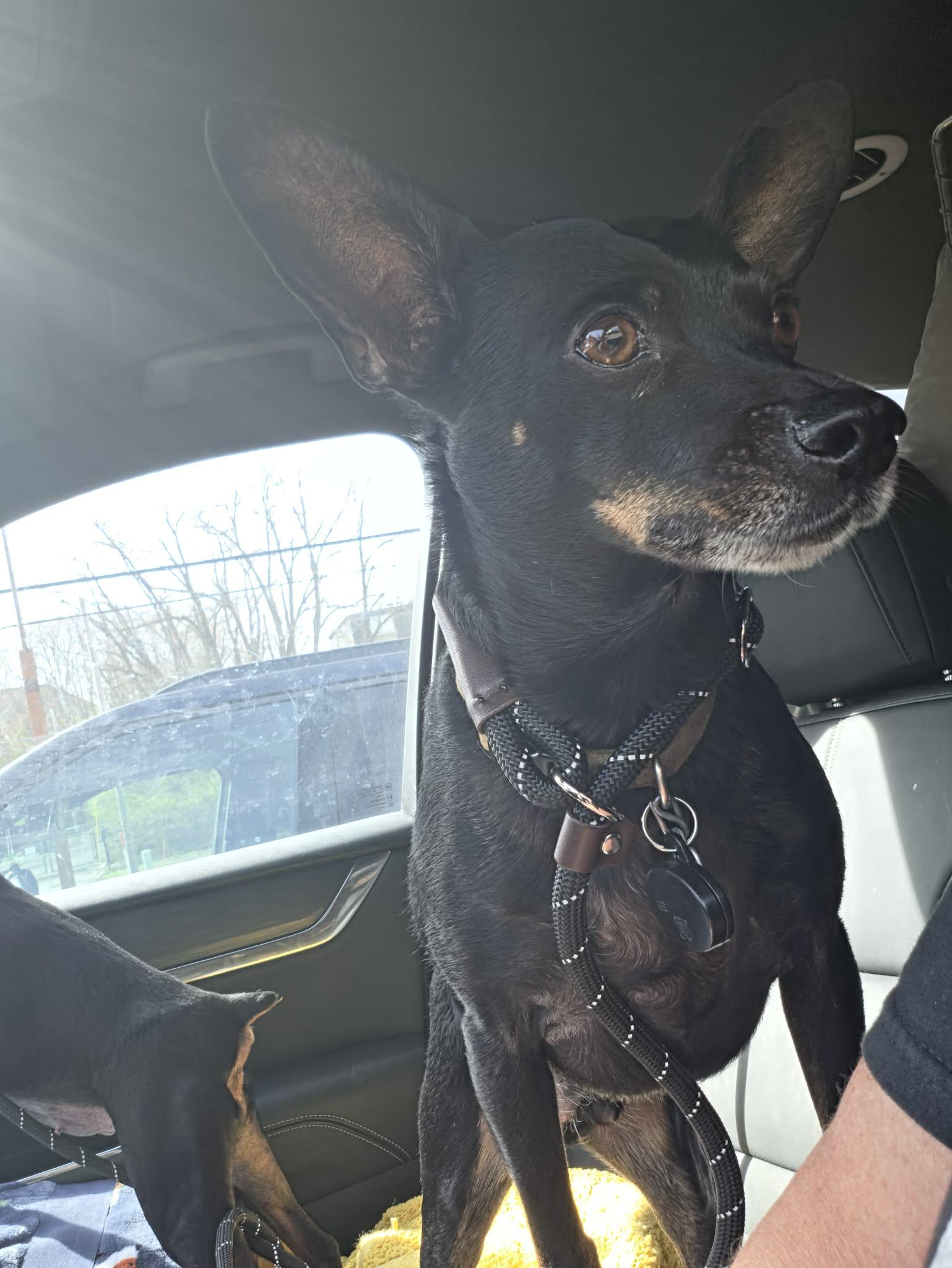 Enlarge Tupac, a ADOPTABLE mixed breed in Hazelwood, MO image 1/6