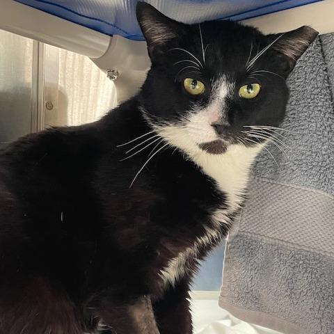 Soxx, Adoptable, Senior Male Domestic Short Hair.