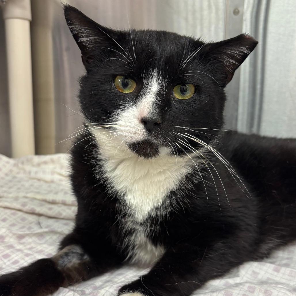 Enlarge Soxx, a Adoptable Domestic Short Hair in Philadelphia, PA image 2/4
