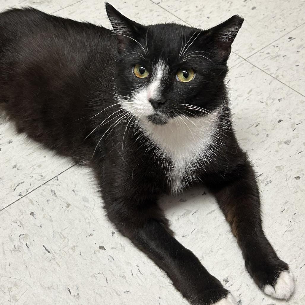 Soxx, a Adoptable Domestic Short Hair in Philadelphia, PA image 3/6