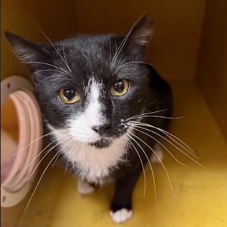 Soxx, a Adoptable Domestic Short Hair in Philadelphia, PA image 4/6