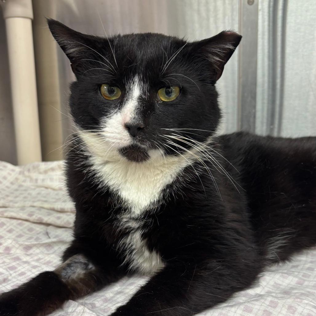 Enlarge Soxx, a Adoptable Domestic Short Hair in Philadelphia, PA image 3/4