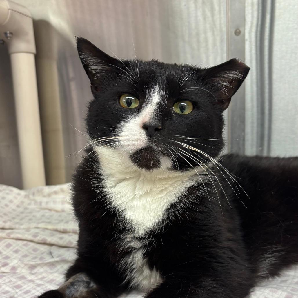 Enlarge Soxx, a Adoptable Domestic Short Hair in Philadelphia, PA image 4/4