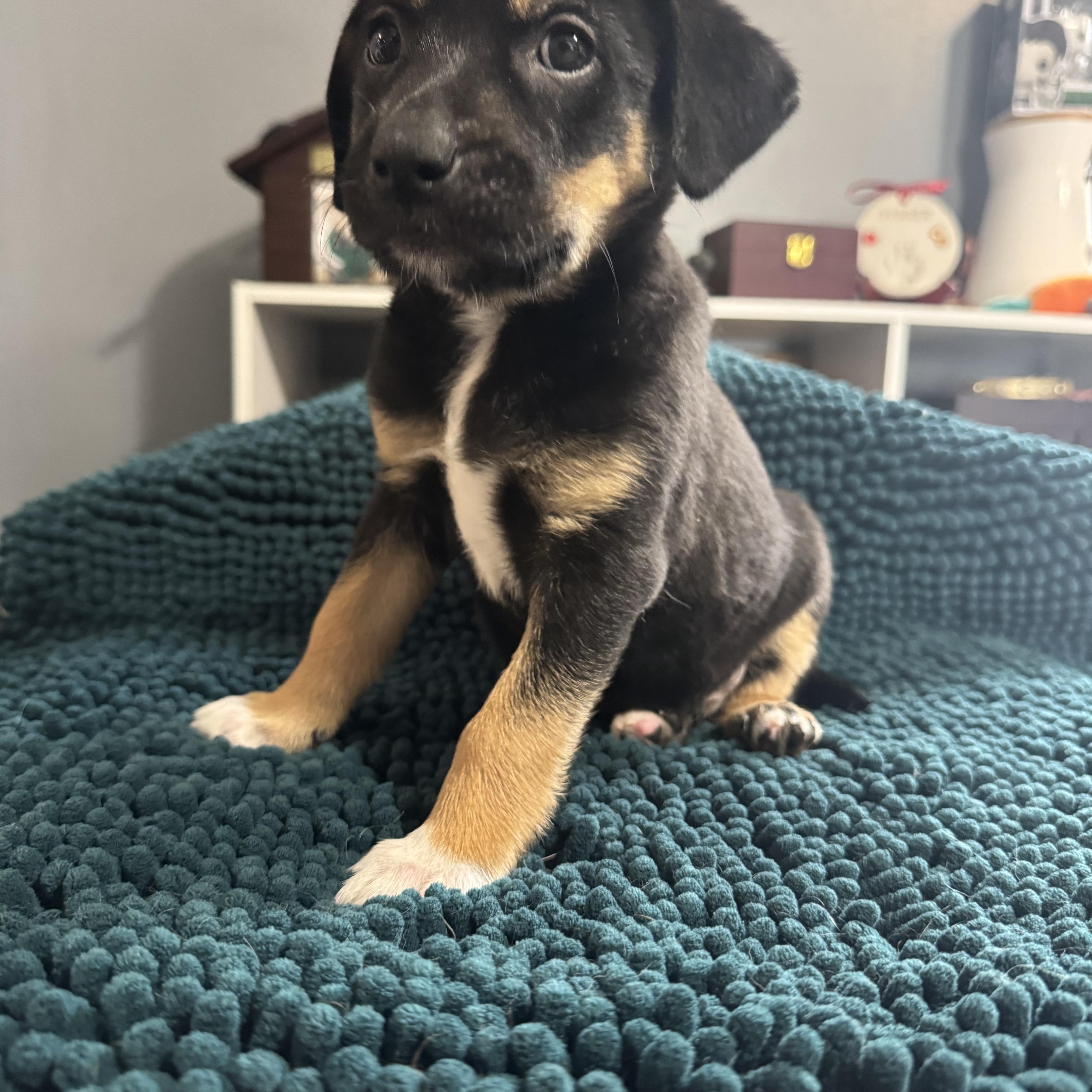 Enlarge Rosie! Sweet baby girl , an adopted mixed breed in RUSSIAVILLE, IN image 2/5