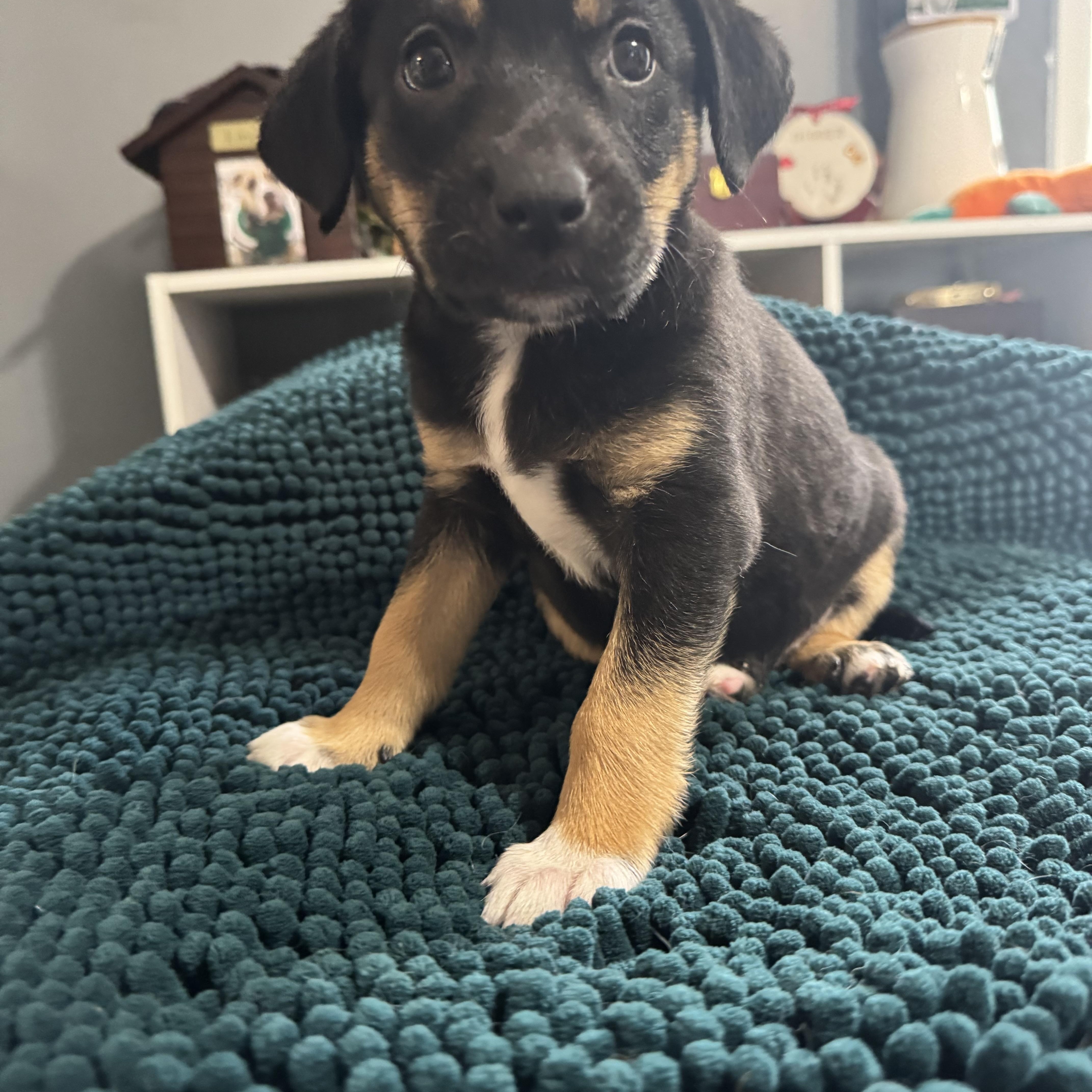 Enlarge Rosie! Sweet baby girl , an adopted mixed breed in RUSSIAVILLE, IN image 5/5