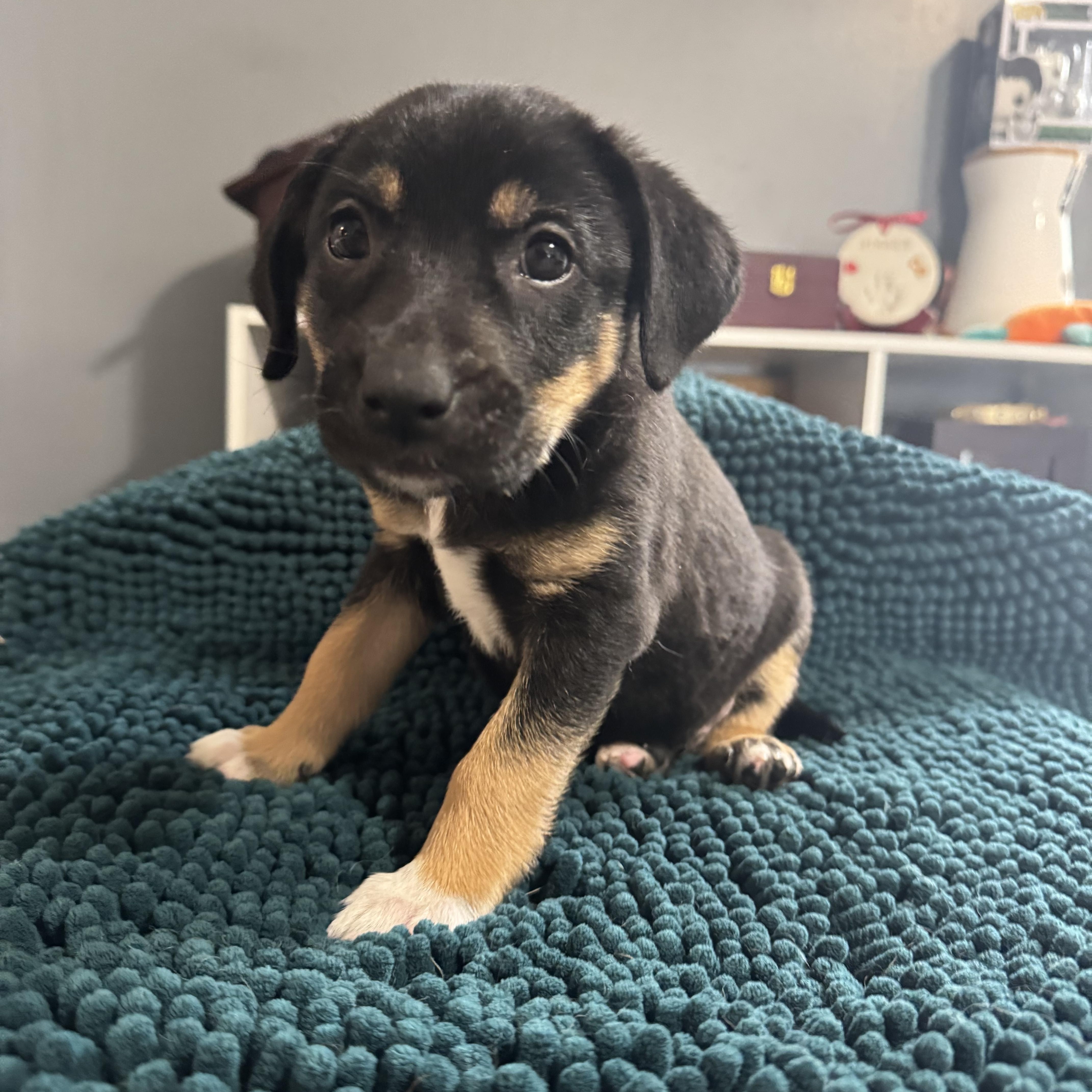 Enlarge Rosie! Sweet baby girl , an adopted mixed breed in RUSSIAVILLE, IN image 4/5