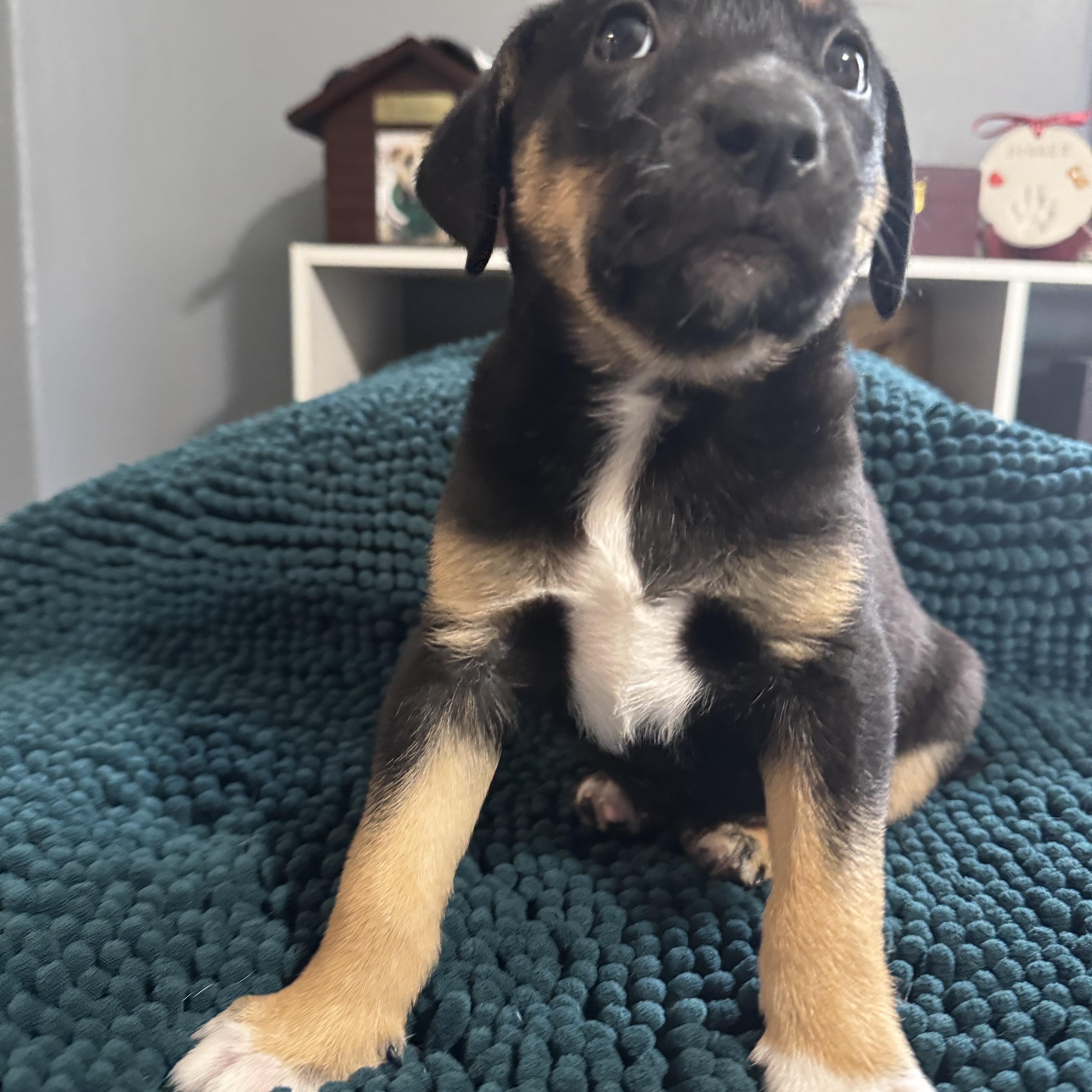 Enlarge Rosie! Sweet baby girl , an adopted mixed breed in RUSSIAVILLE, IN image 3/5