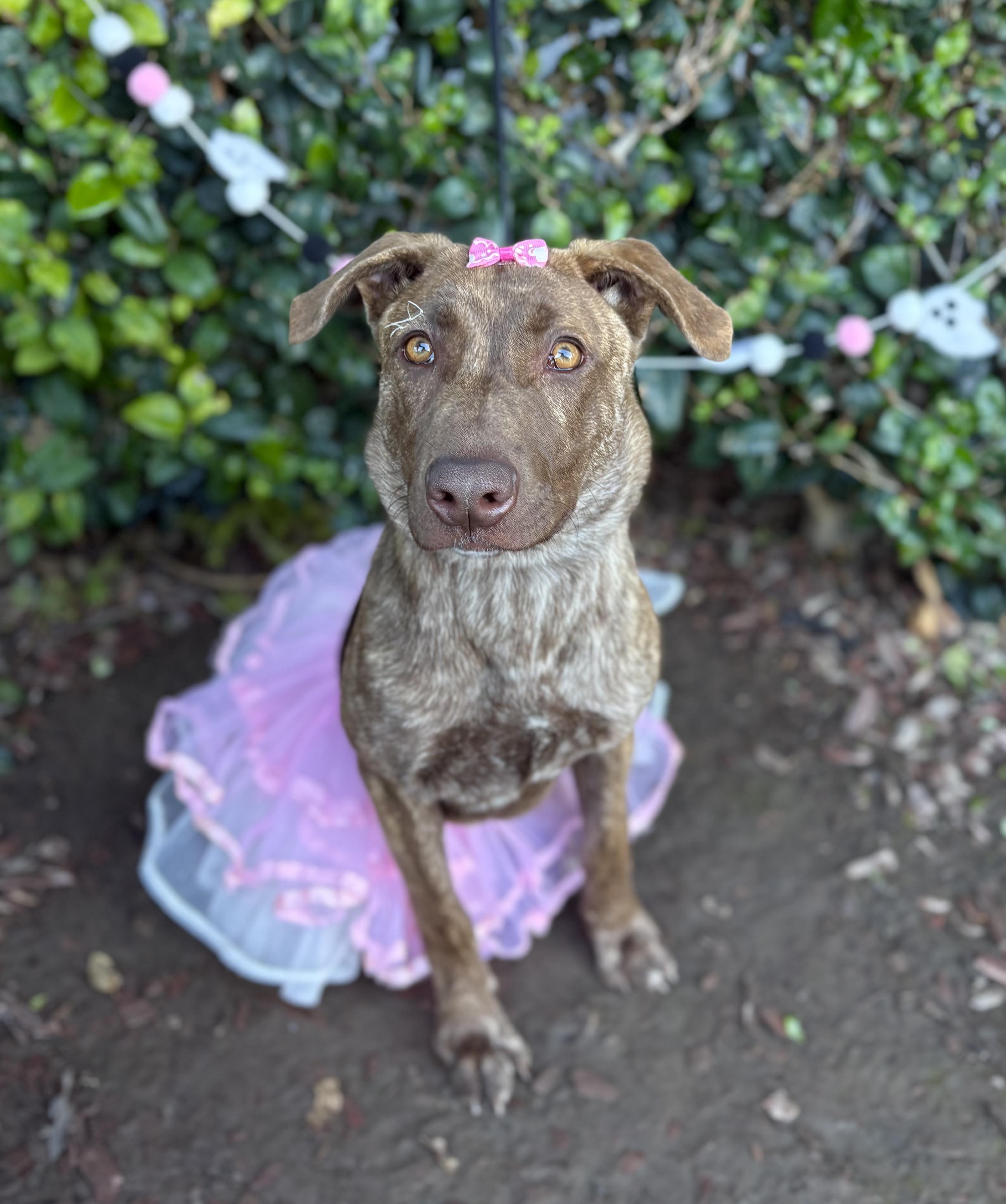 Maxine, a Adoptable mixed breed in South El Monte, CA image 3/6