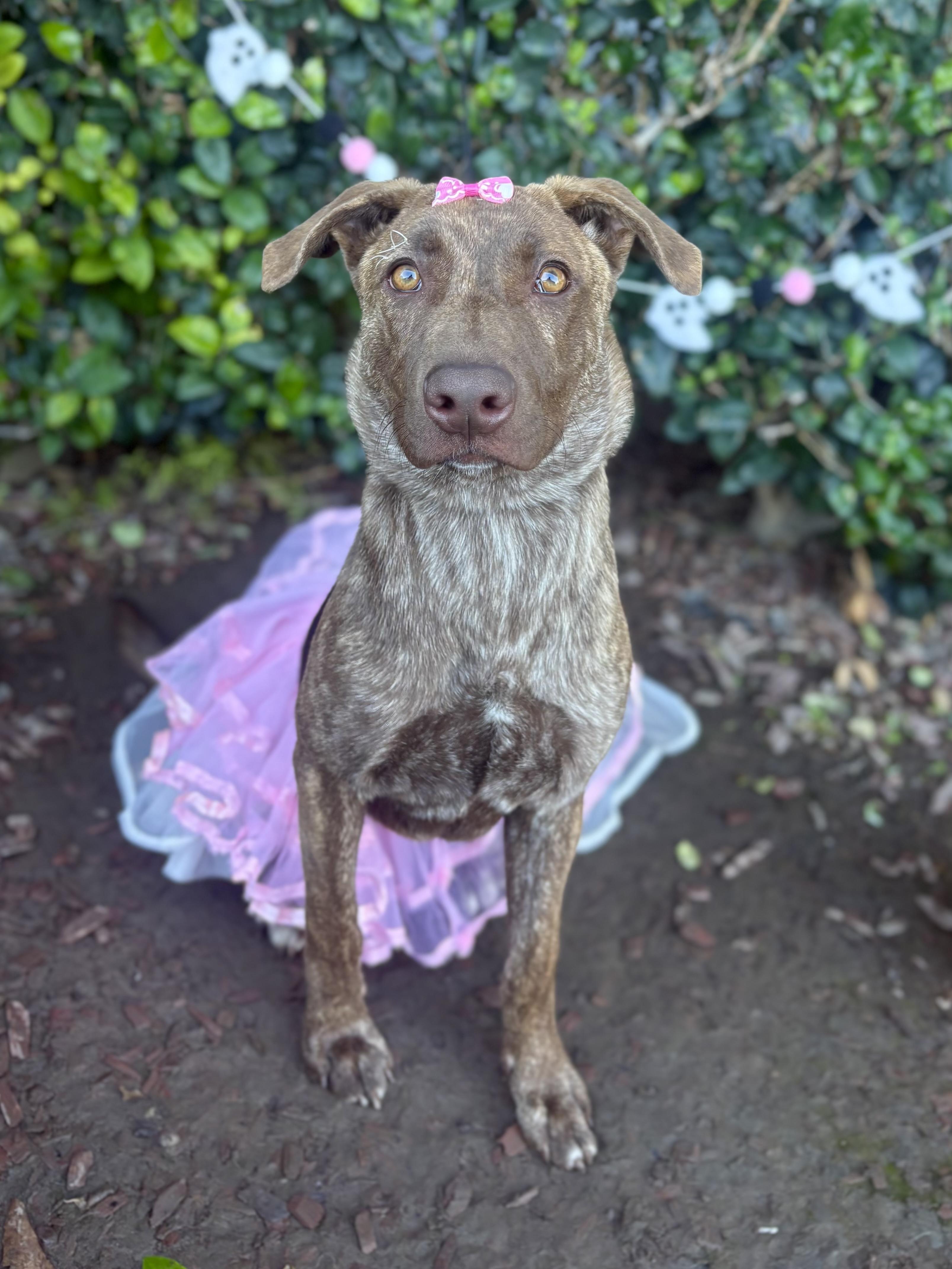 Maxine, a Adoptable mixed breed in South El Monte, CA image 2/6