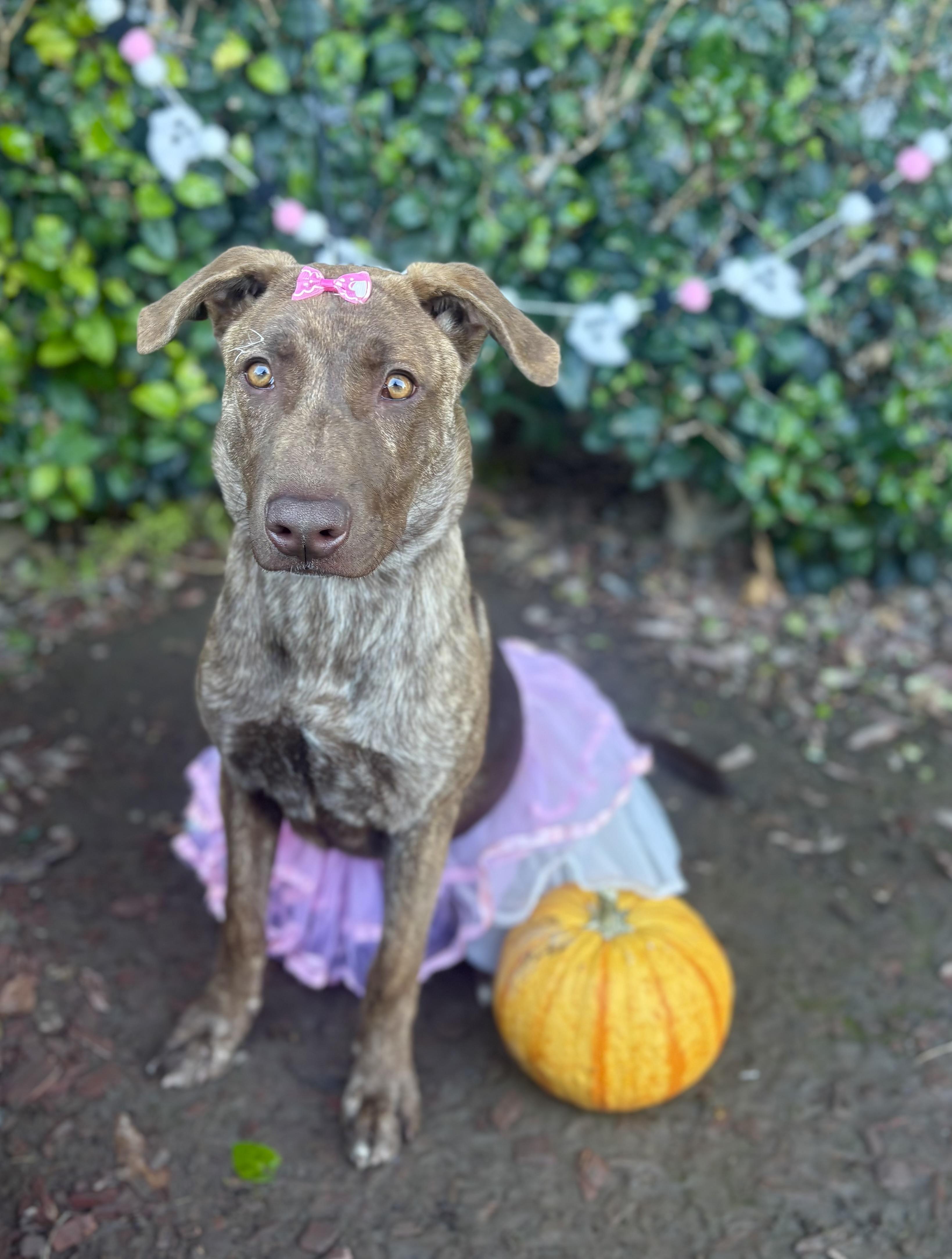 Maxine, a Adoptable mixed breed in South El Monte, CA image 1/6