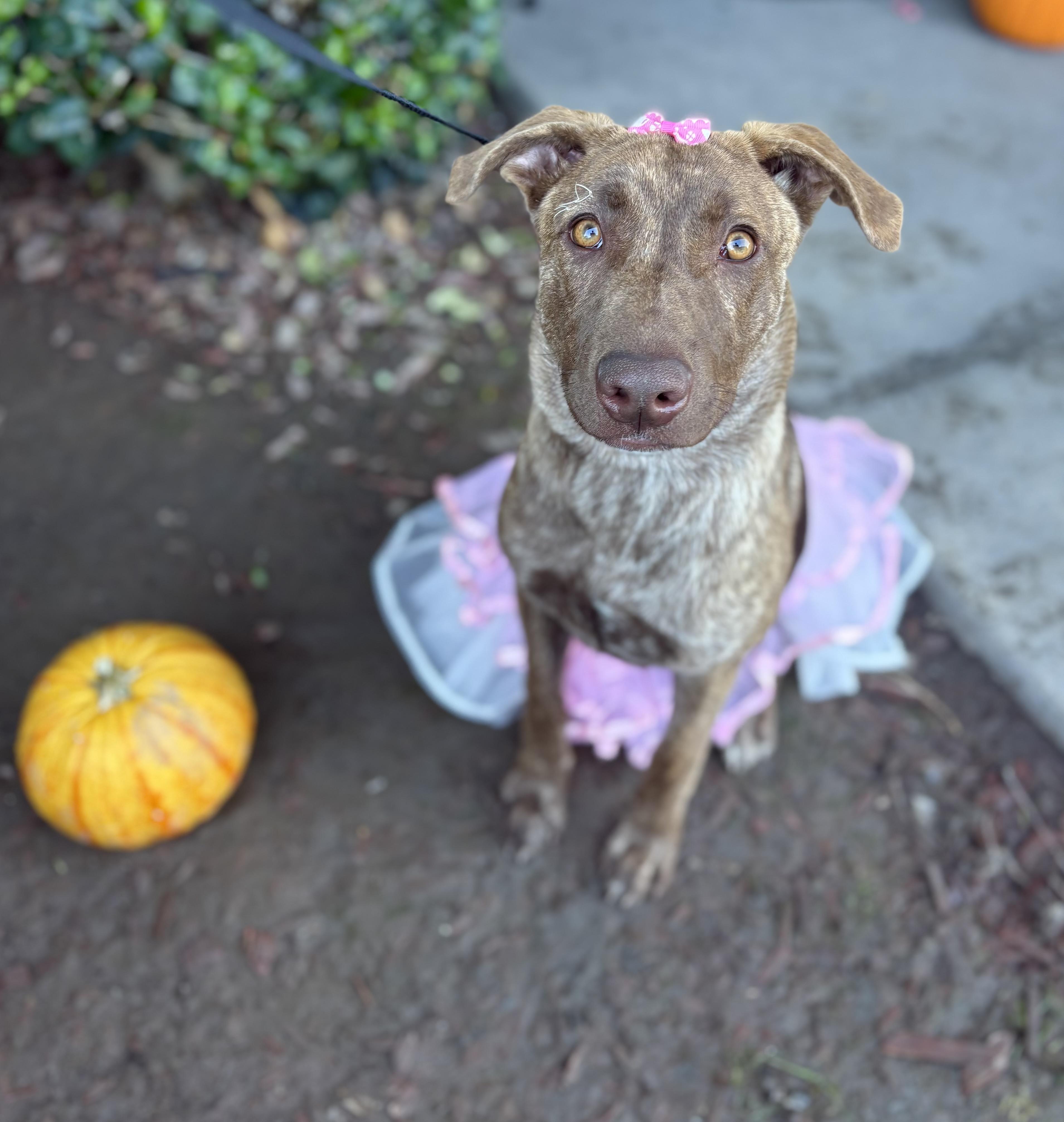 Maxine, a Adoptable mixed breed in South El Monte, CA image 5/6