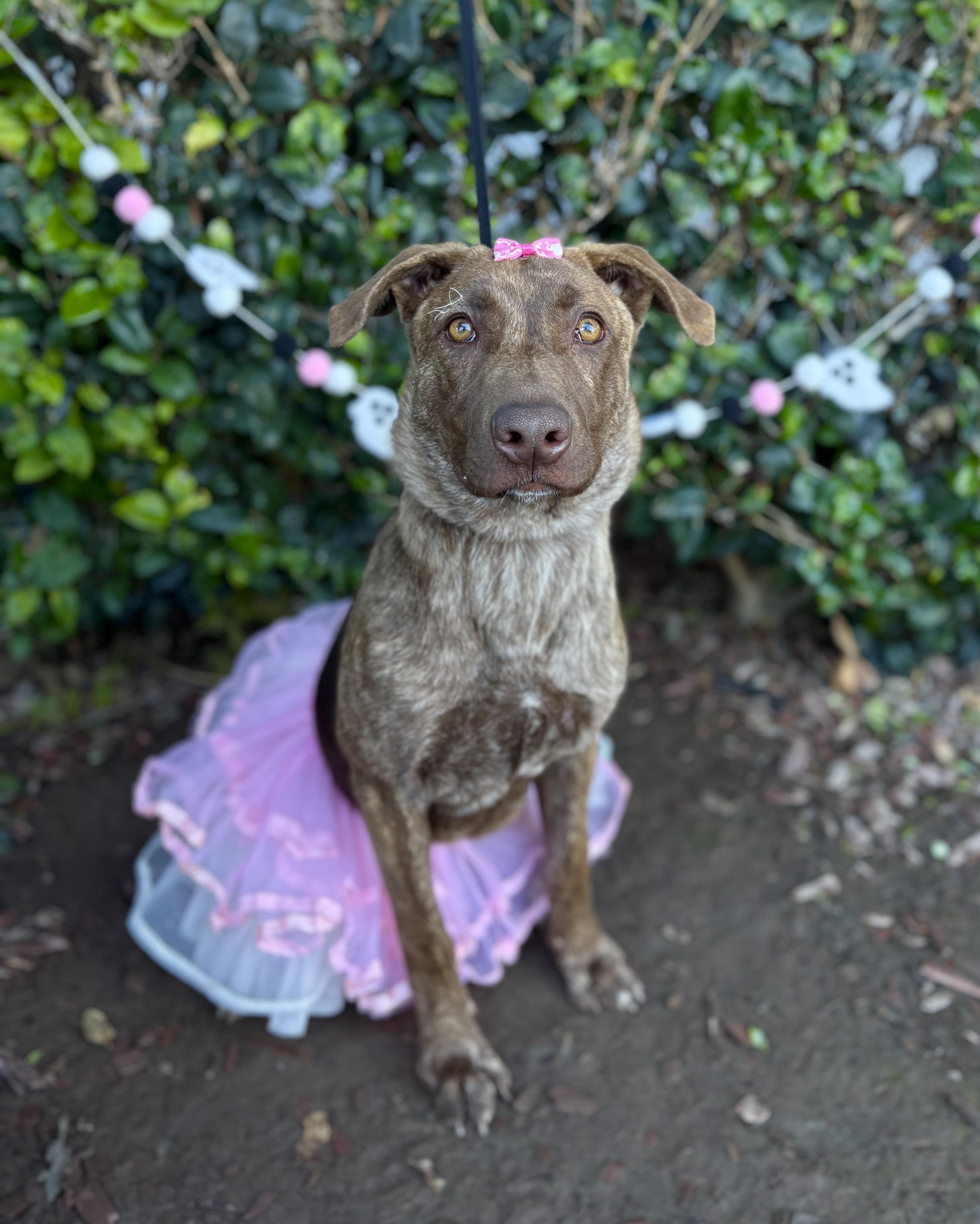 Maxine, a Adoptable mixed breed in South El Monte, CA image 4/6