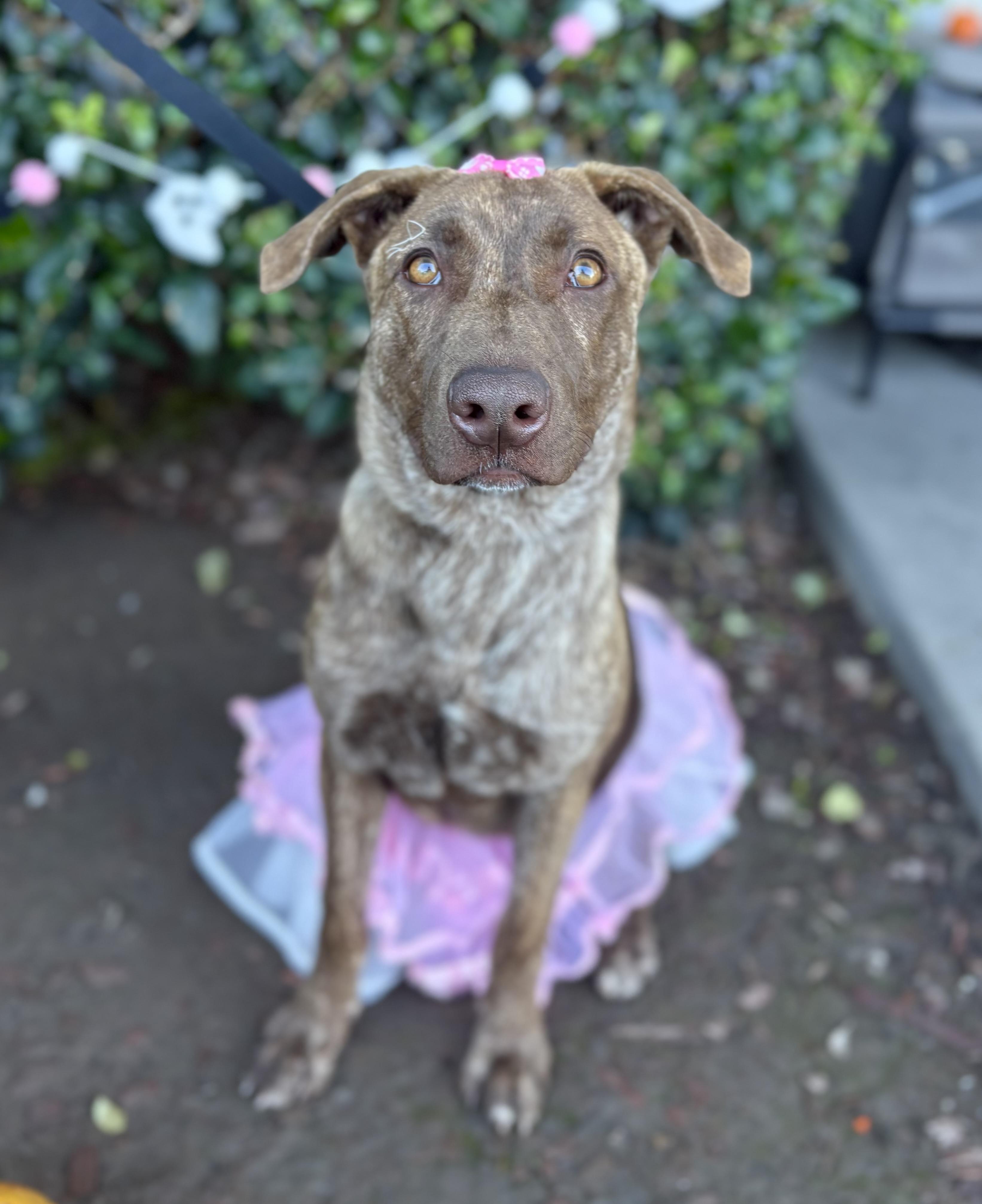 Maxine, a Adoptable mixed breed in South El Monte, CA image 6/6